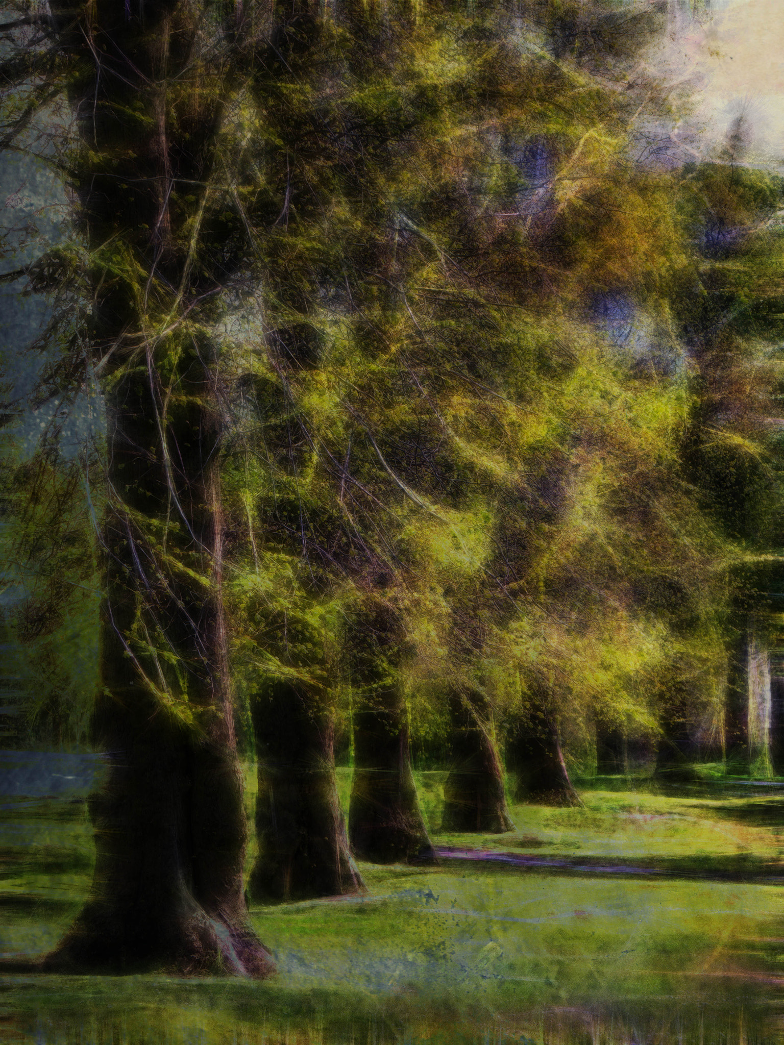 Panasonic Lumix DMC-G5 sample photo. Trees.jpg photography