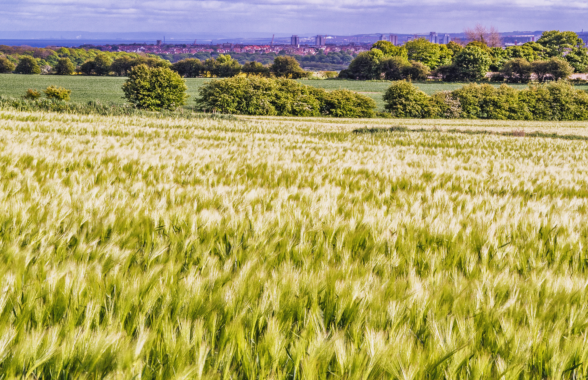 Pentax K-S1 sample photo. Barley field photography