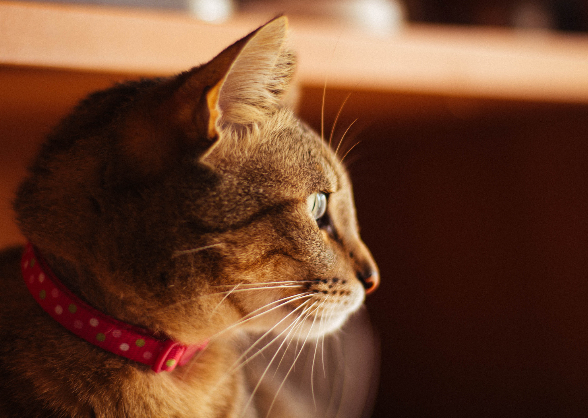 Canon EOS 700D (EOS Rebel T5i / EOS Kiss X7i) + Canon EF 50mm F1.4 USM sample photo. Phoebe photography