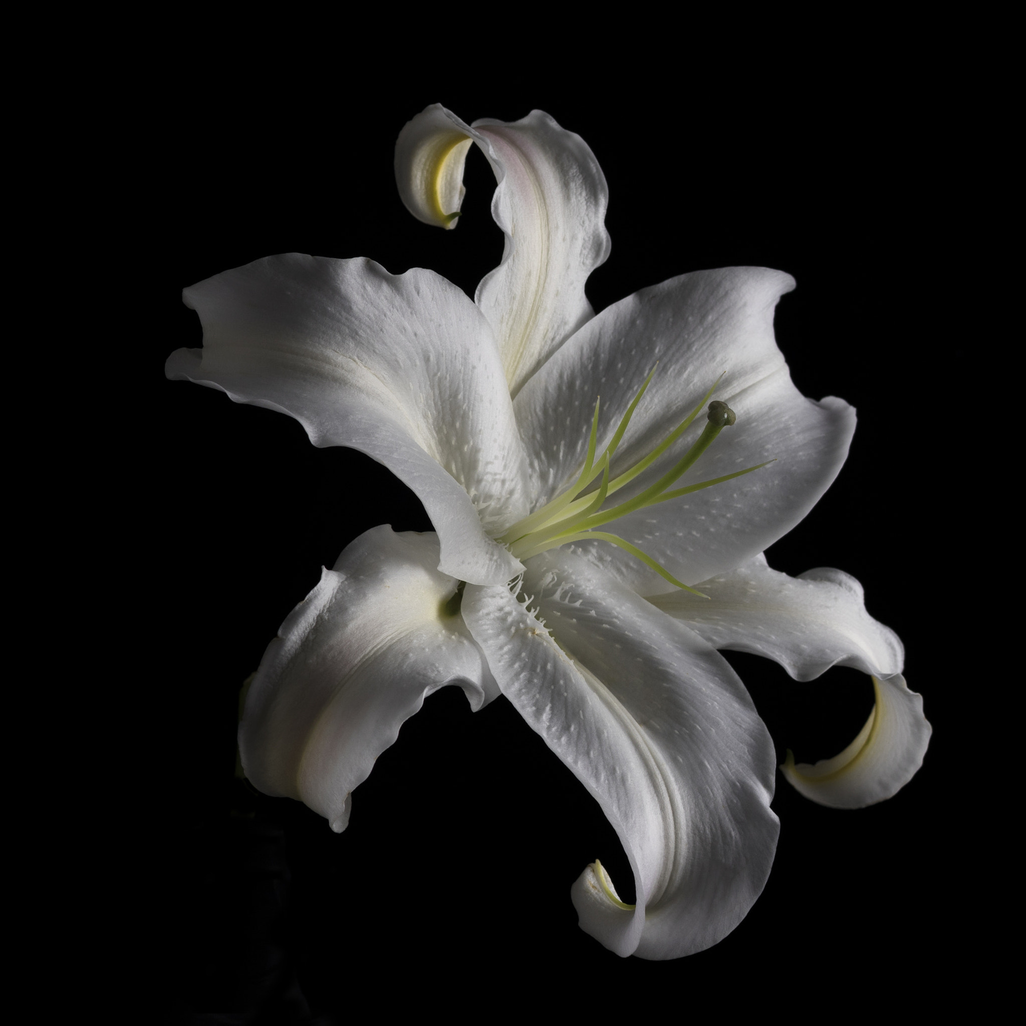 Sigma 85mm F1.4 EX DG HSM sample photo. Flower 4 photography
