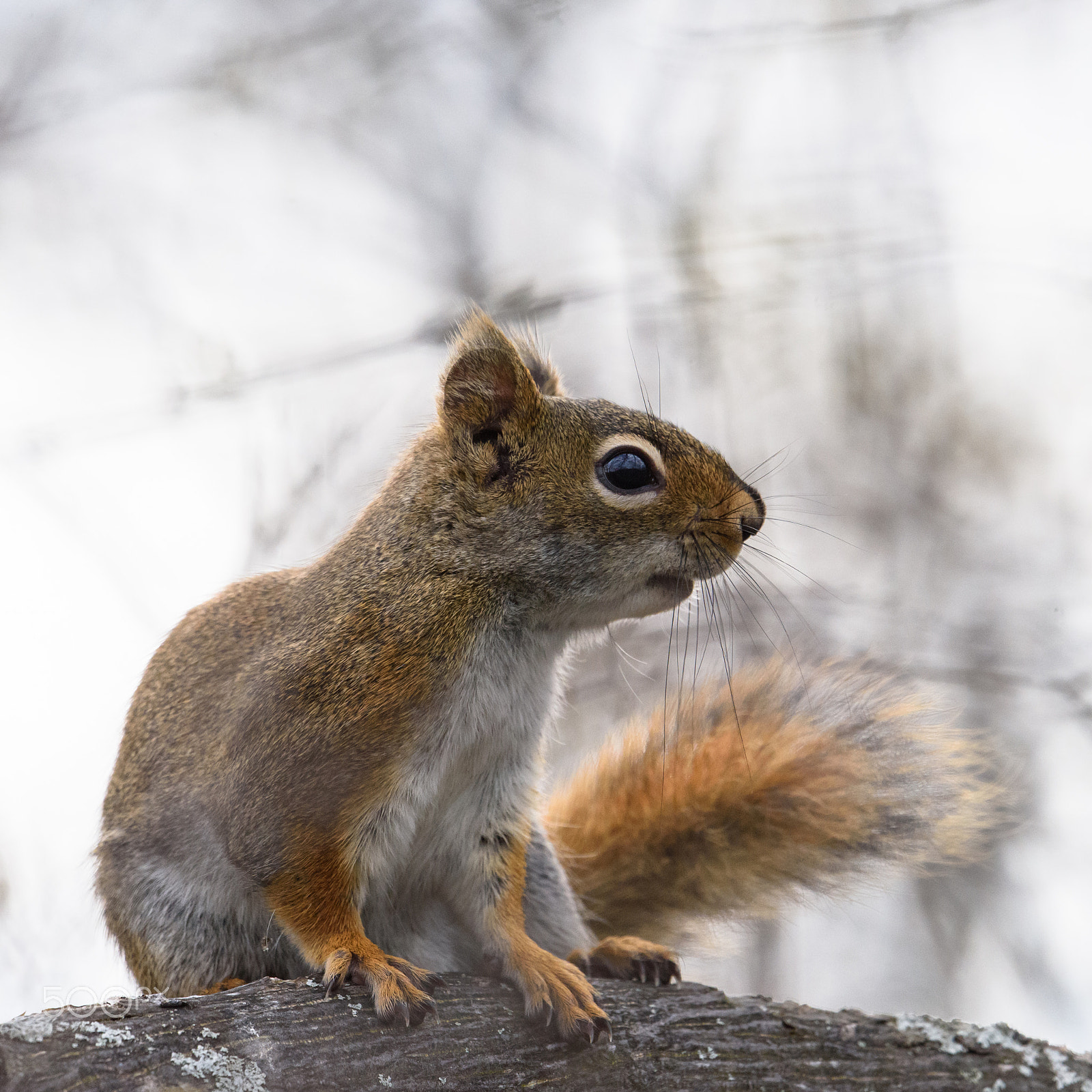Nikon AF-S Nikkor 500mm F4E FL ED VR sample photo. Squirrel photography