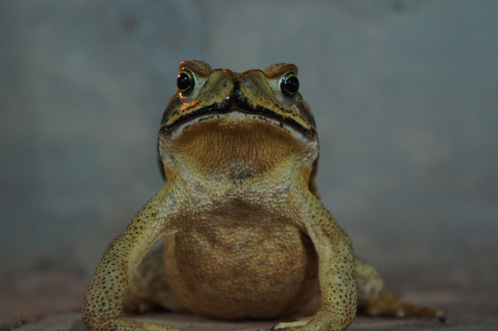 Sony Alpha NEX-C3 sample photo. Frog photography