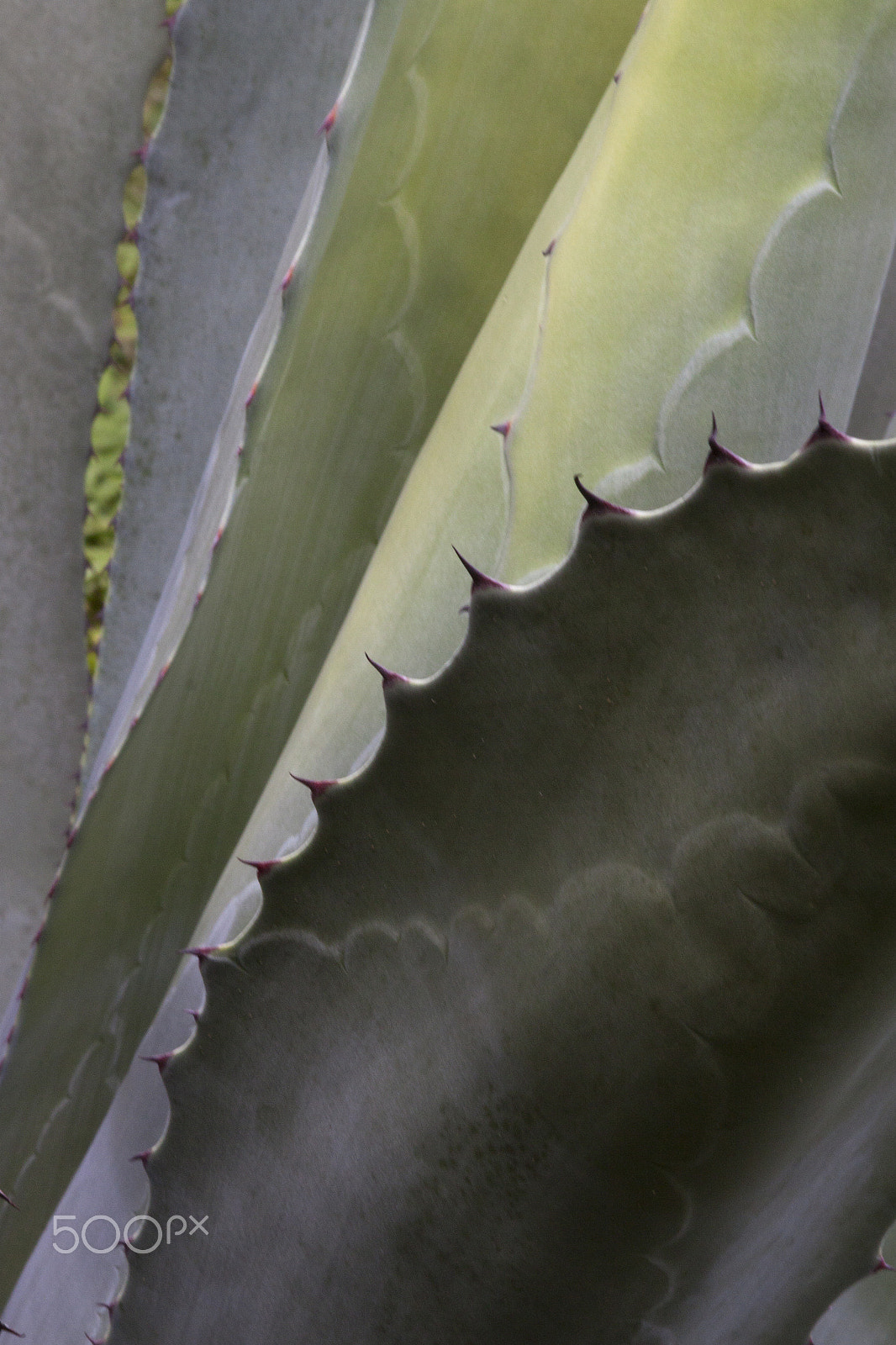 Canon EOS 50D + Sigma 105mm F2.8 EX DG Macro sample photo. Untitled photography