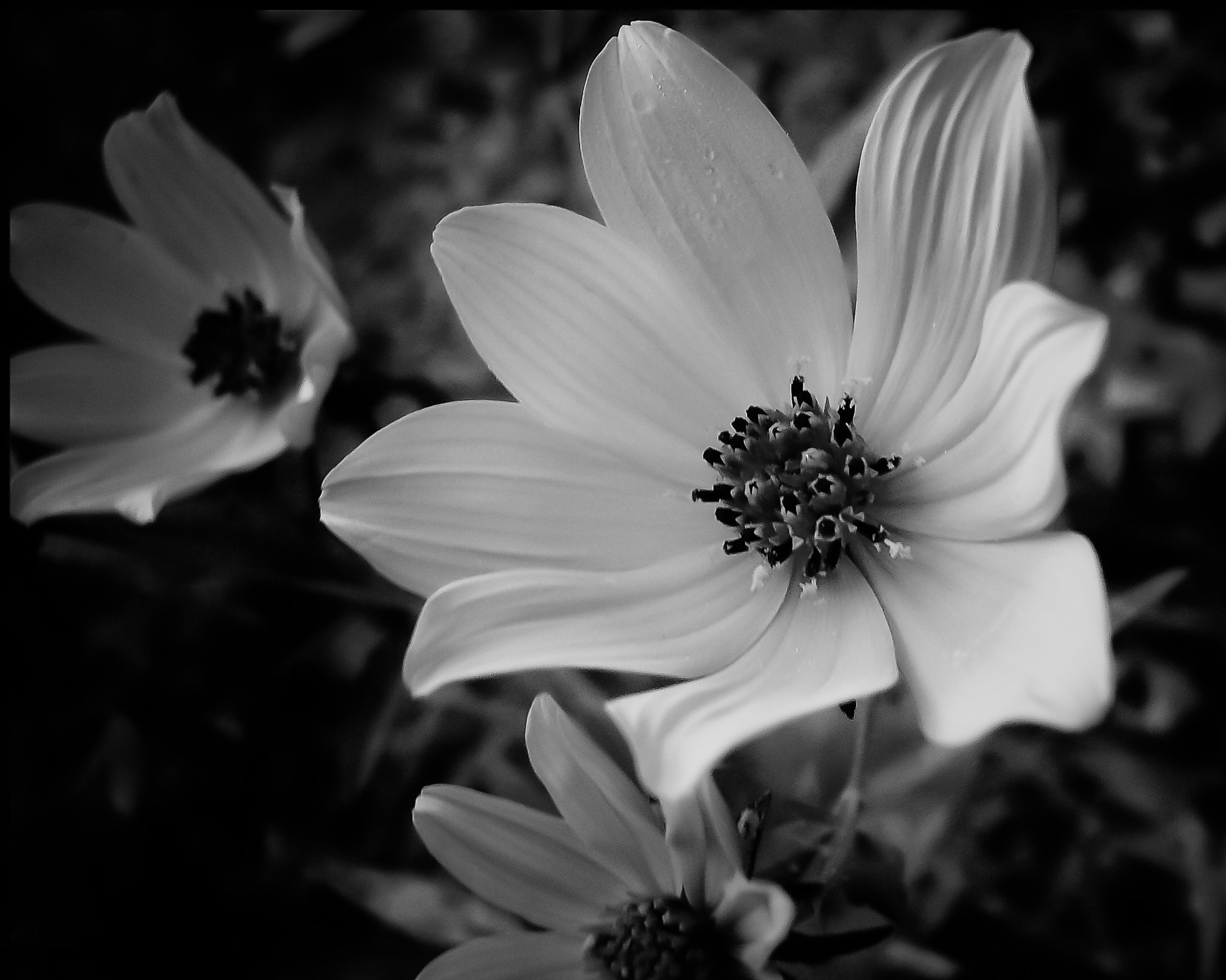Panasonic DMC-FX07 sample photo. Spring flower photography