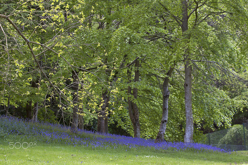 Canon EOS 50D + Canon EF 100-400mm F4.5-5.6L IS USM sample photo. Bluebell woodland photography