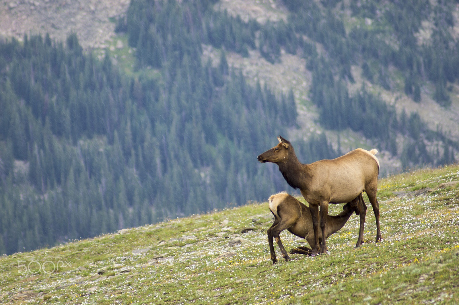 Sony 75-300mm F4.5-5.6 sample photo. A mother elk feeding her baby photography