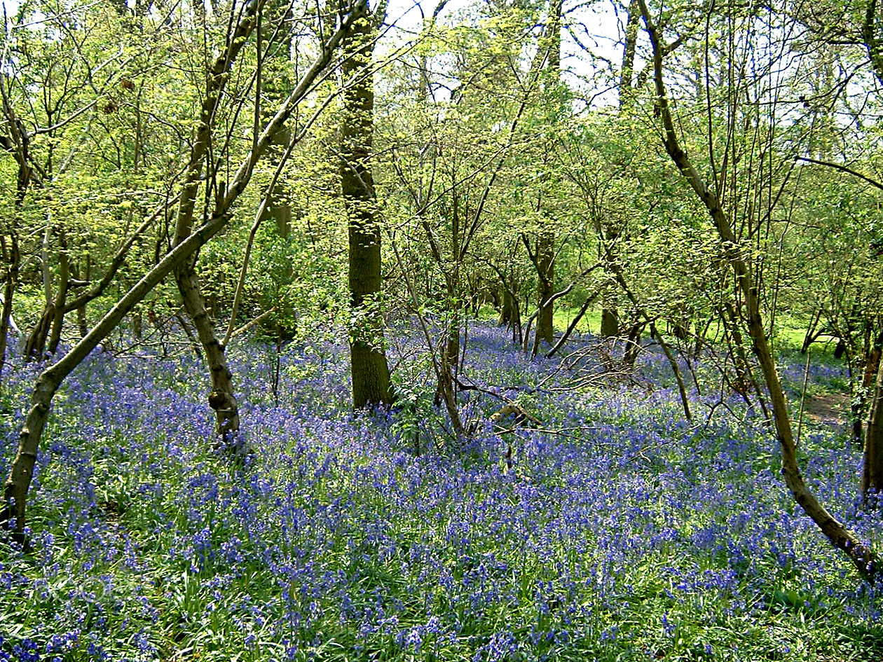 Fujifilm FinePix A203 sample photo. Bluebells photography