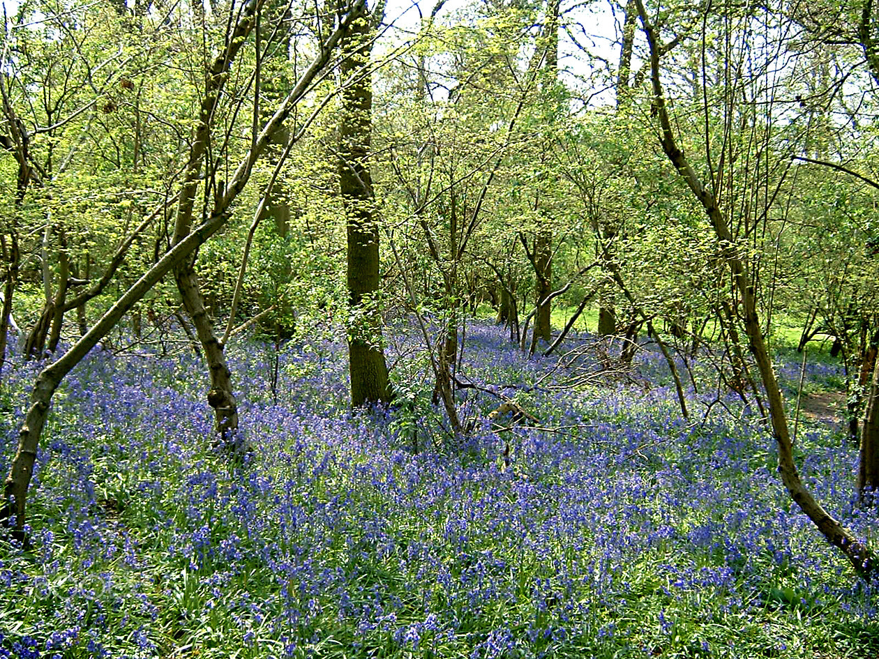 Fujifilm FinePix A203 sample photo. Bluebells photography