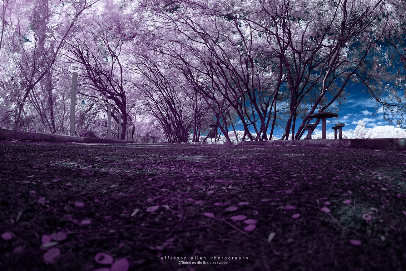 Canon EF 8-15mm F4L Fisheye USM sample photo. Infrared fisheye photography