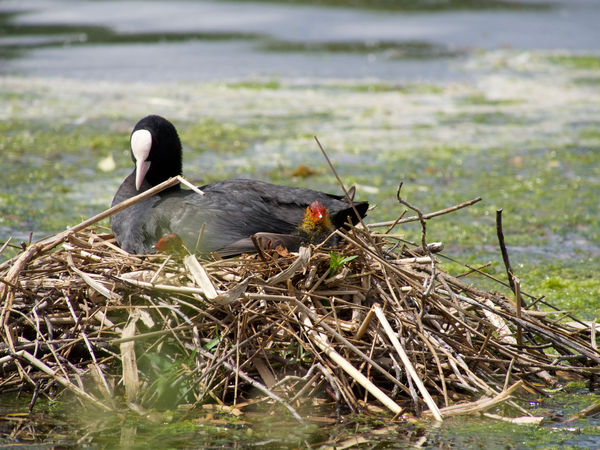 Olympus OM-D E-M5 II sample photo. Newly hatched ducklings in st james's park, london photography