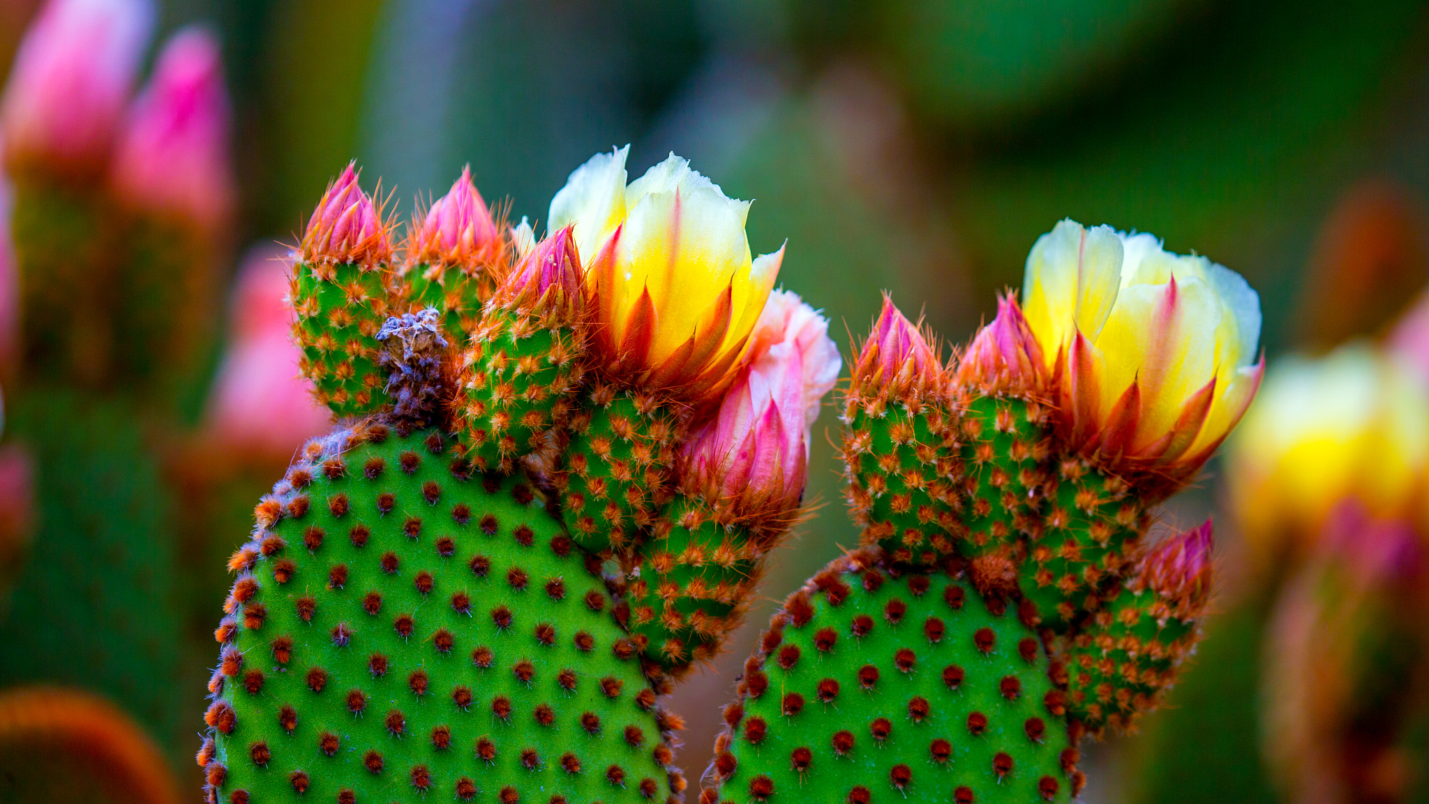 Canon EOS-1D X sample photo. Cactus flower photography