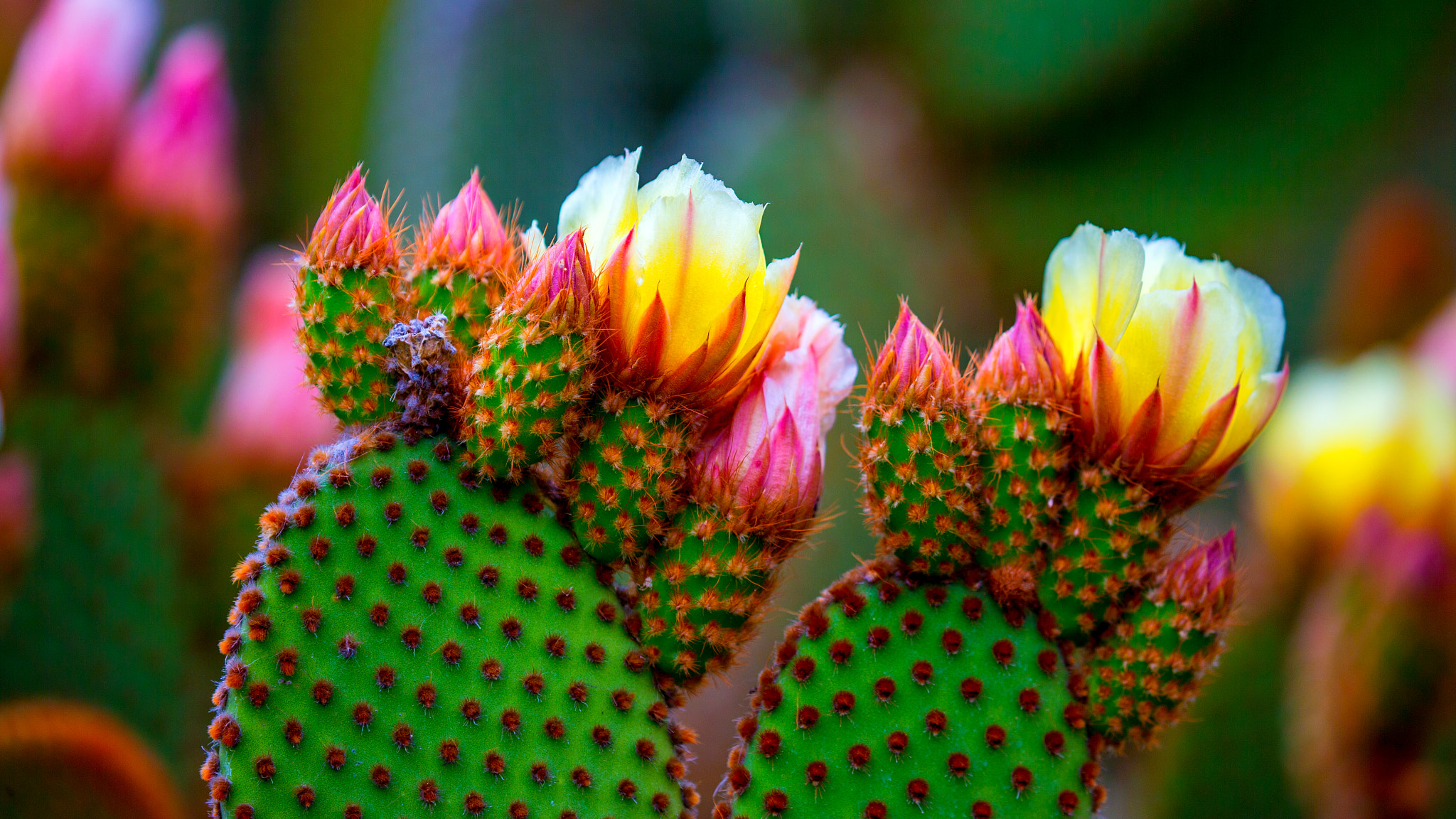 Canon EOS-1D X + Canon EF 100-400mm F4.5-5.6L IS II USM sample photo. Cactus flower photography