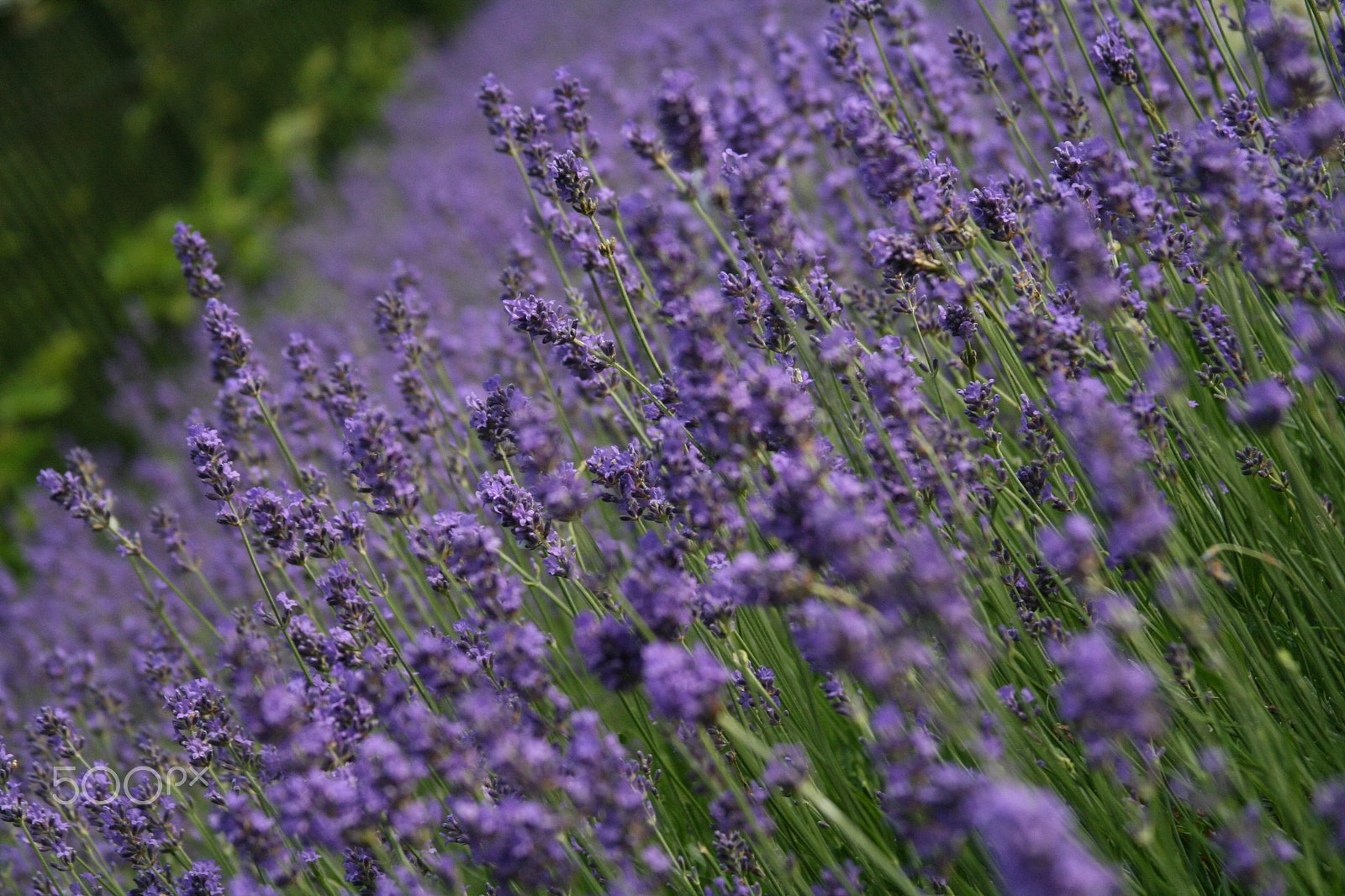 Canon EF 28-135mm F3.5-5.6 IS USM sample photo. Lavender photography