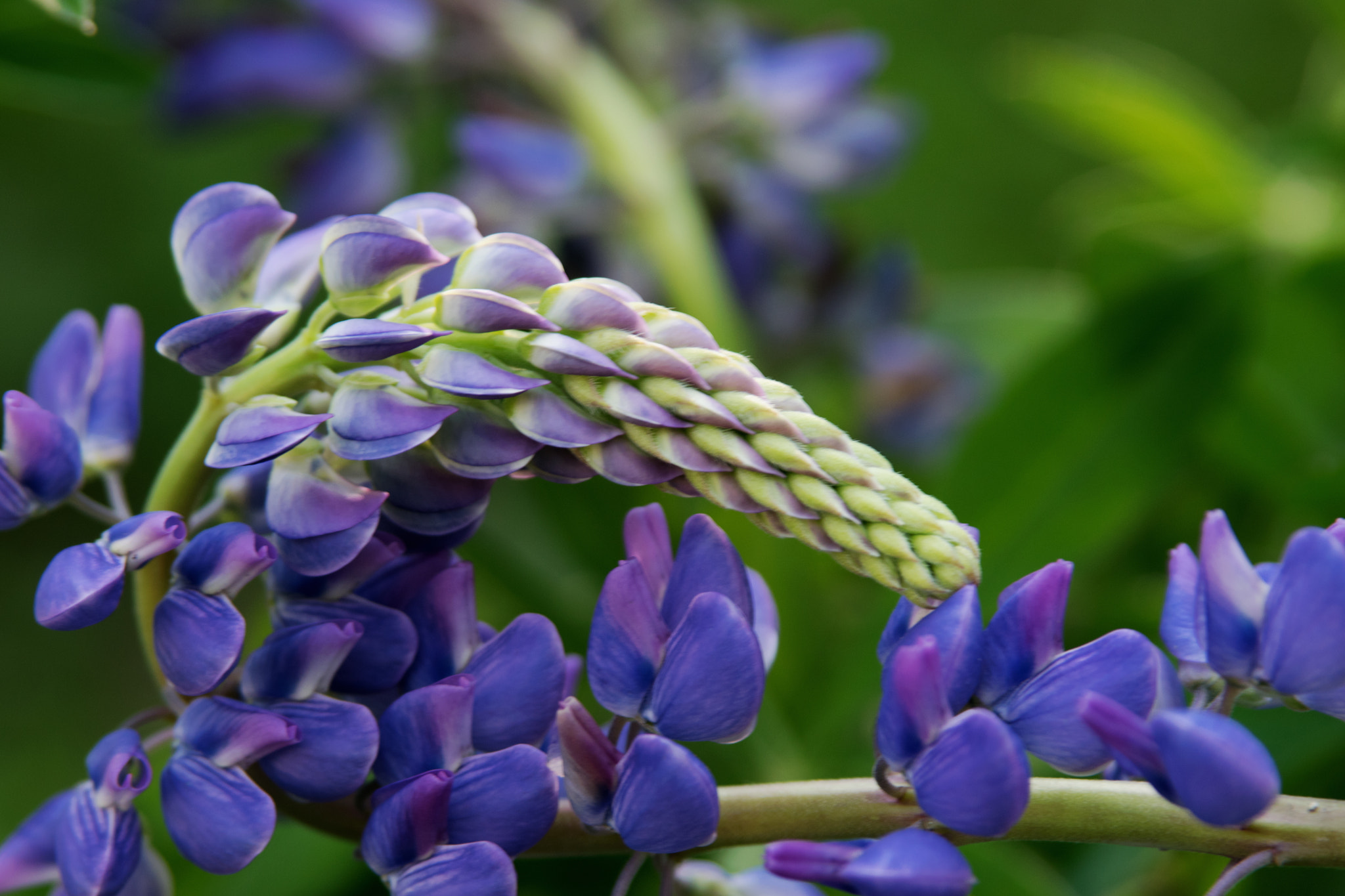 Nikon D5300 + Sigma 28-200mm F3.5-5.6 Compact Aspherical Hyperzoom Macro sample photo. Tall blue photography