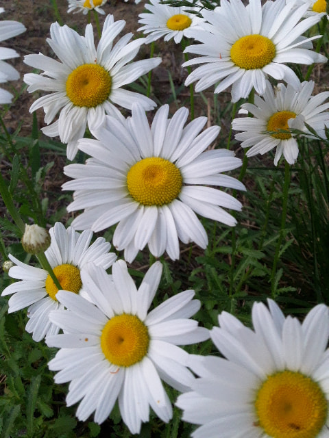 Samsung Galaxy Folder sample photo. Gallery flowers photography