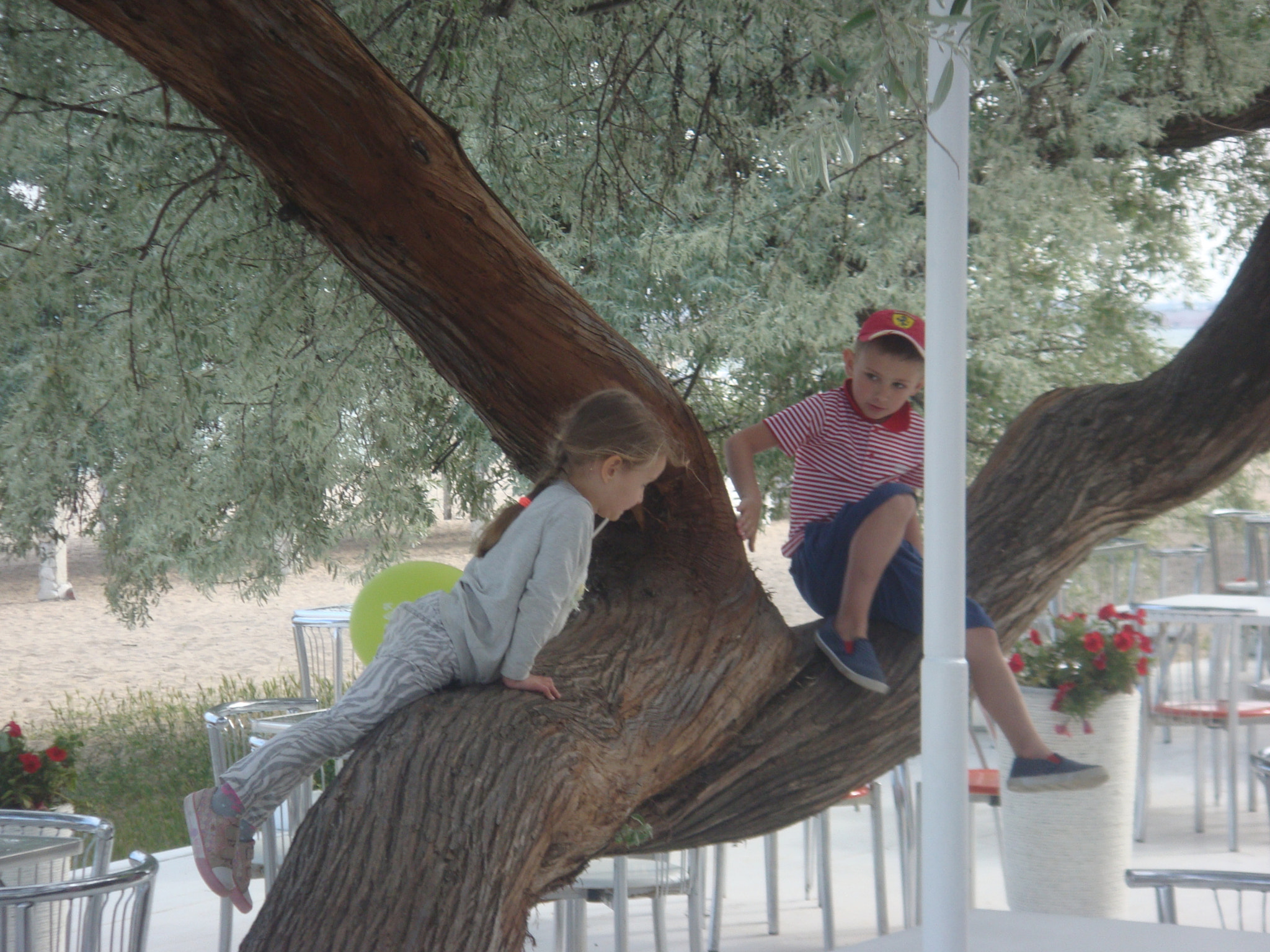 Sony DSC-T2 sample photo. Children on the tree photography