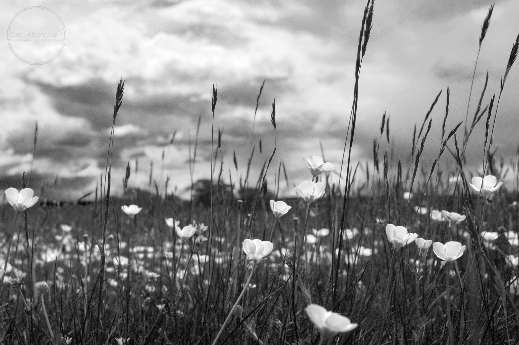 AF Nikkor 28mm f/1.4D sample photo. Highlight flowers photography