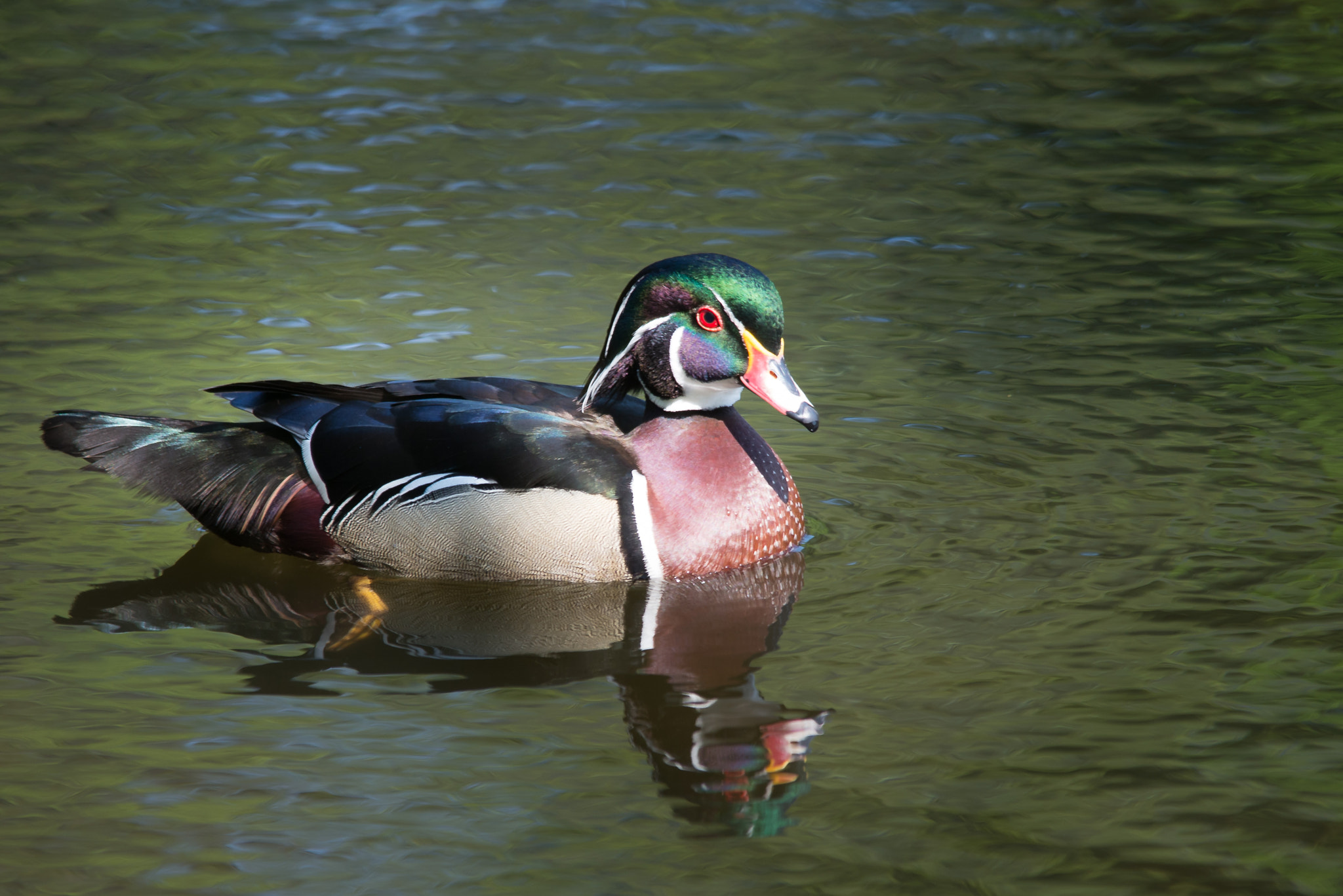 Sigma 150-500mm F5-6.3 DG OS HSM sample photo. Wood duck photography