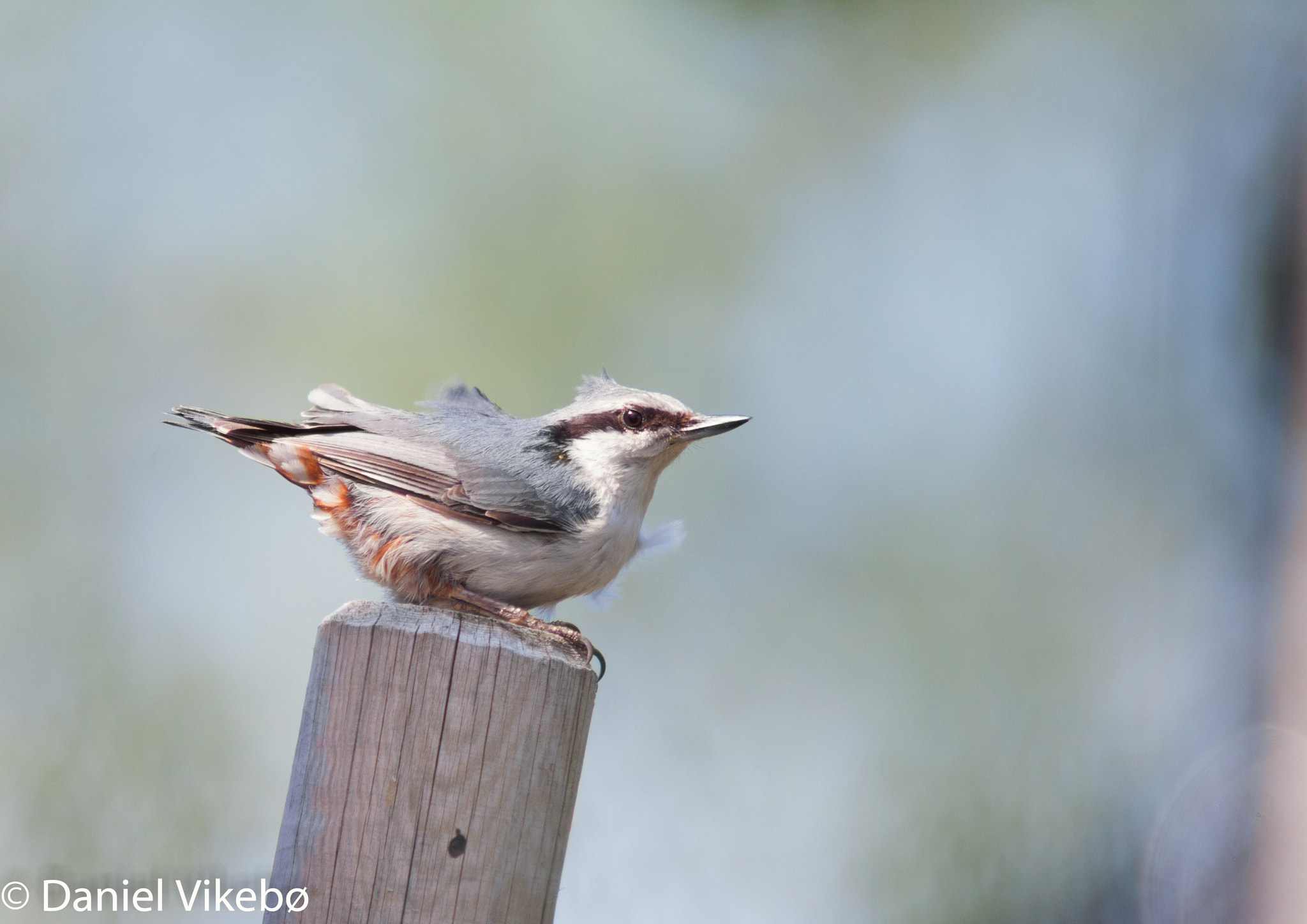 Sigma 50-500mm f/4-6.3 APO HSM EX sample photo. Fluffy bird photography