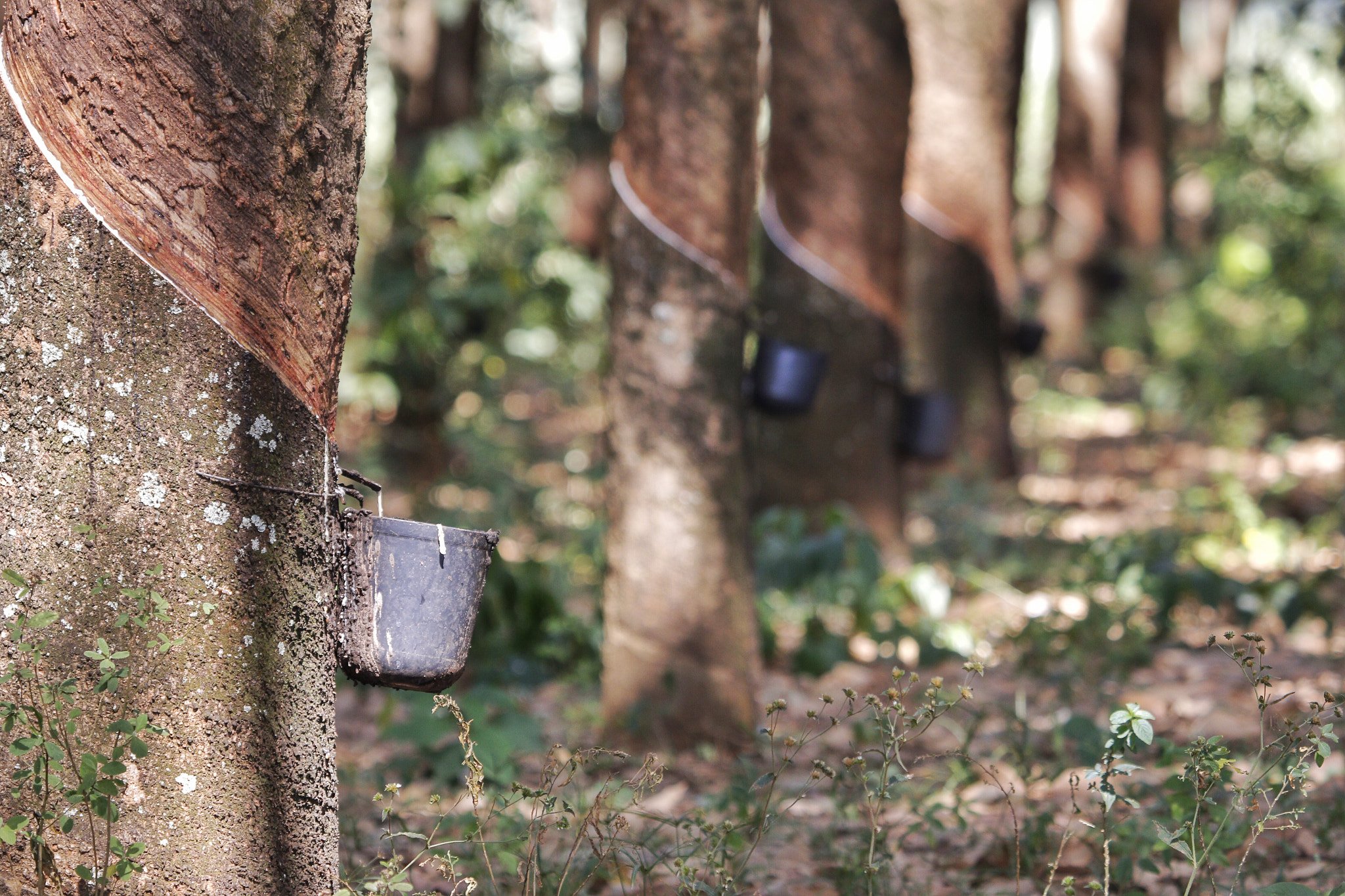 Canon EF 100-400mm F4.5-5.6L IS USM sample photo. Seringal photography