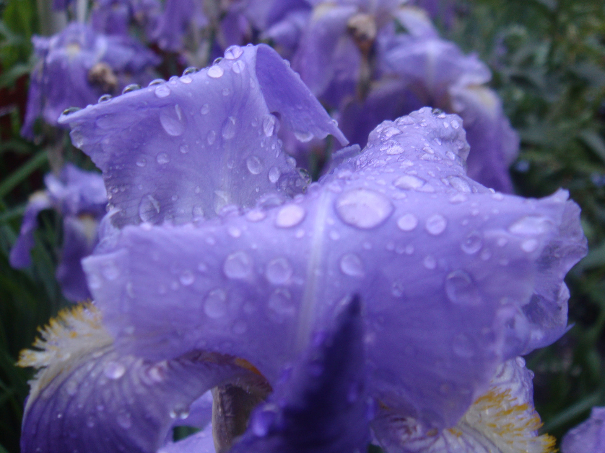 Sony DSC-T2 sample photo. Upon a rain photography