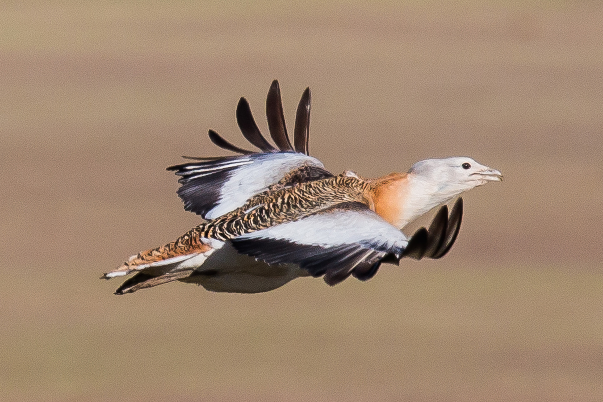Canon EOS 70D + Canon EF 600mm F4L IS II USM sample photo. Great bustard in flight photography