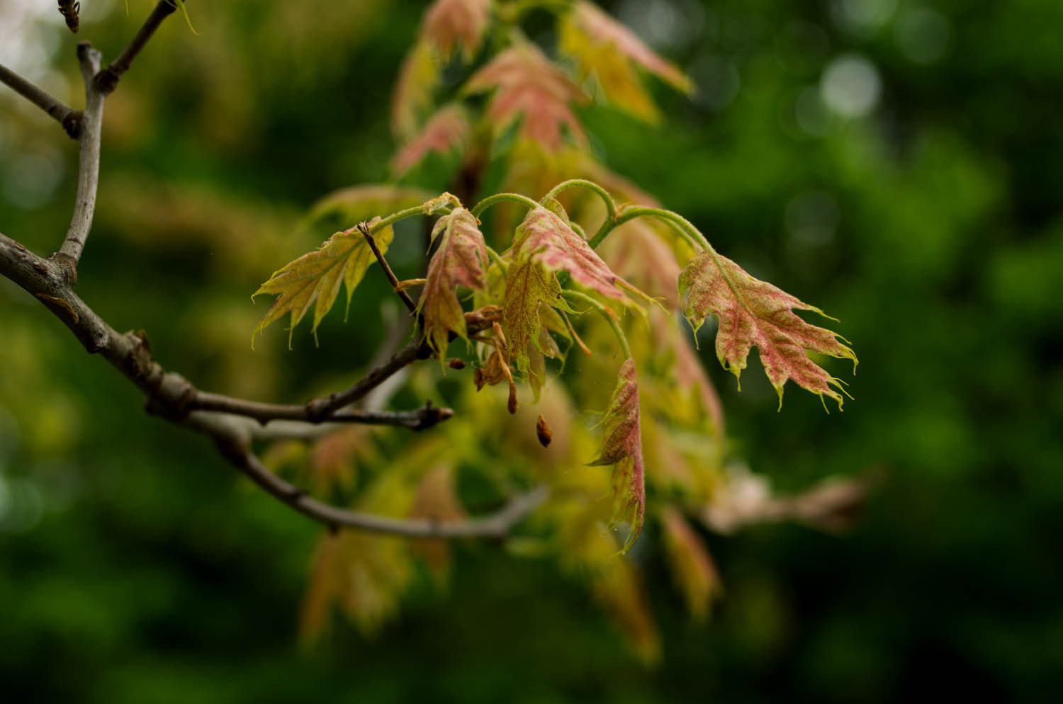 Pentax smc DA 40mm F2.8 XS Lens sample photo. Emerging maple leaves photography