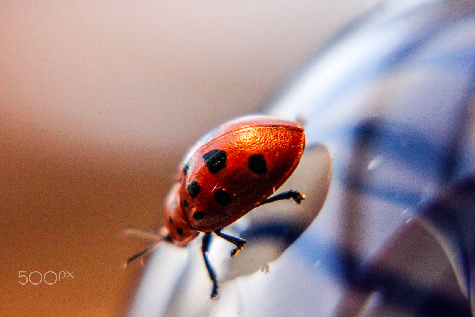 Canon EOS 40D + EF75-300mm f/4-5.6 sample photo. Beetle and shadow photography