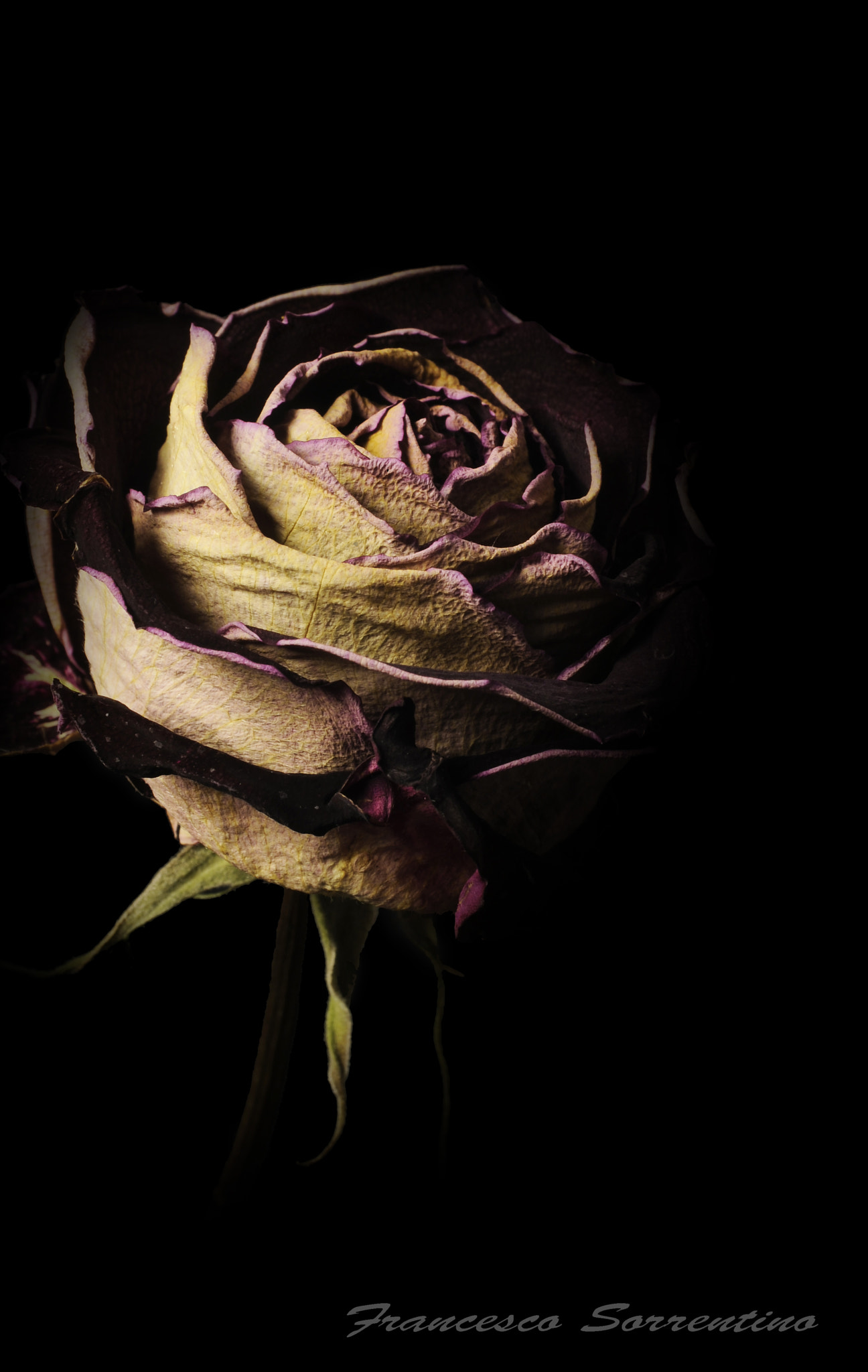 Nikon D300 + AF Zoom-Nikkor 35-70mm f/2.8D sample photo. Rose photography