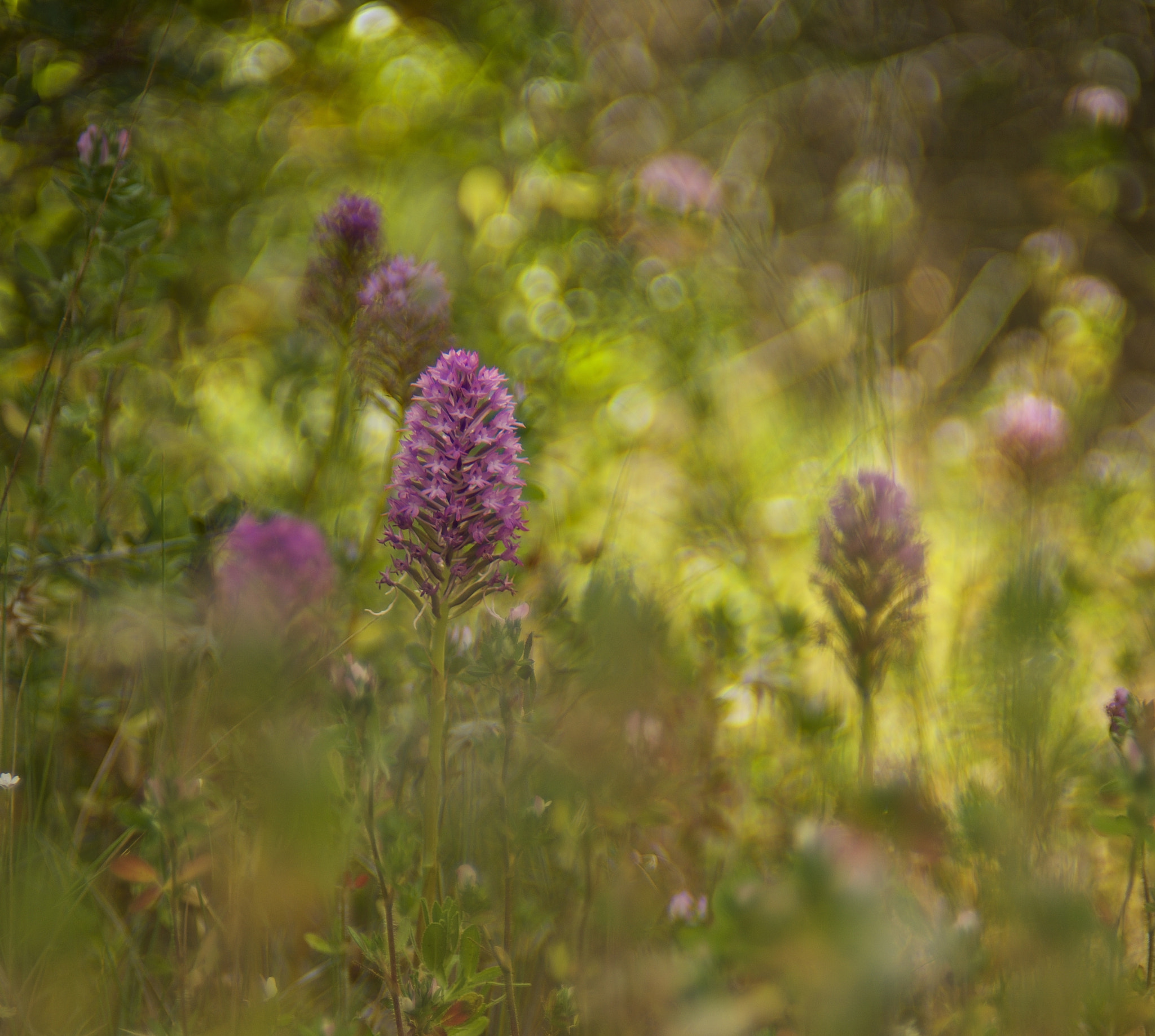 Nikon D600 + AF Nikkor 50mm f/1.8 sample photo. Afternoon.... photography