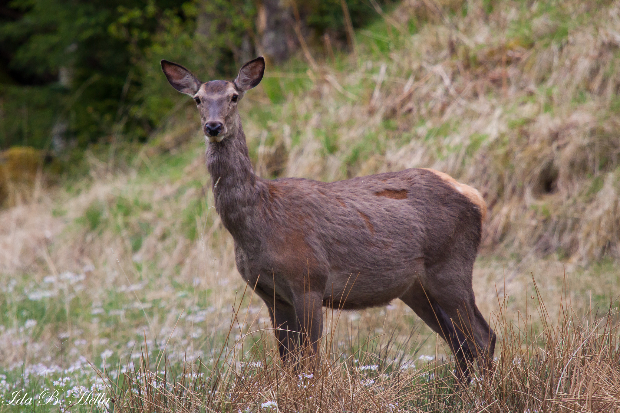 Sigma 50-500mm f/4-6.3 APO HSM EX sample photo. Deer eating grass.  photography