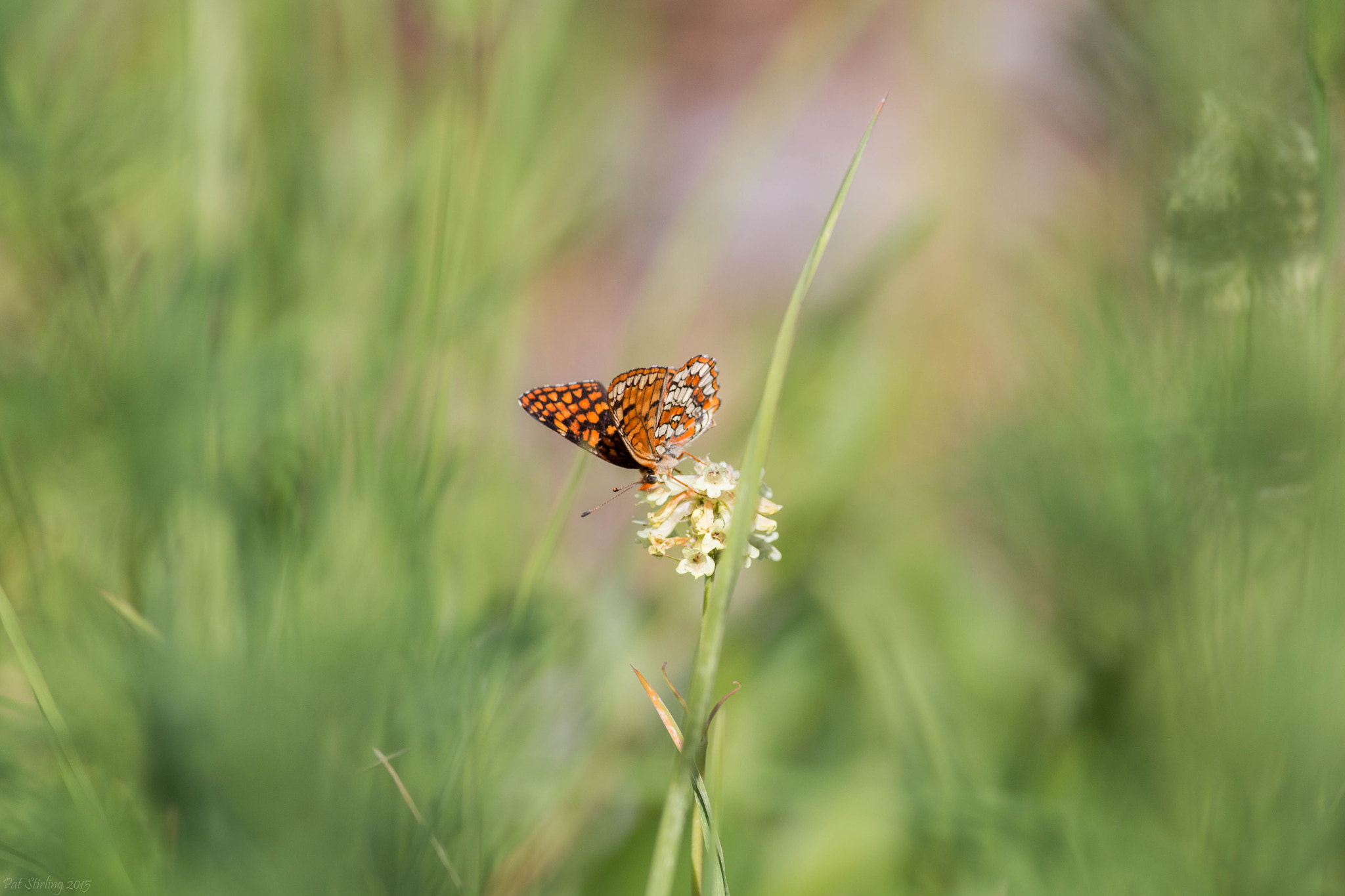 Canon EOS 70D + Canon EF 400mm F5.6L USM sample photo. Beautiful dreams photography