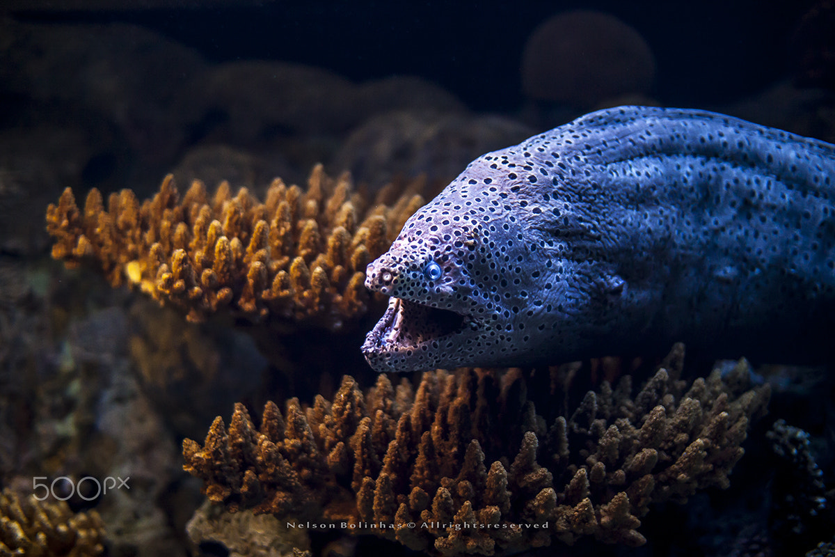 Sigma 30mm F1.4 EX DC HSM sample photo. Mergulho no oceanário photography