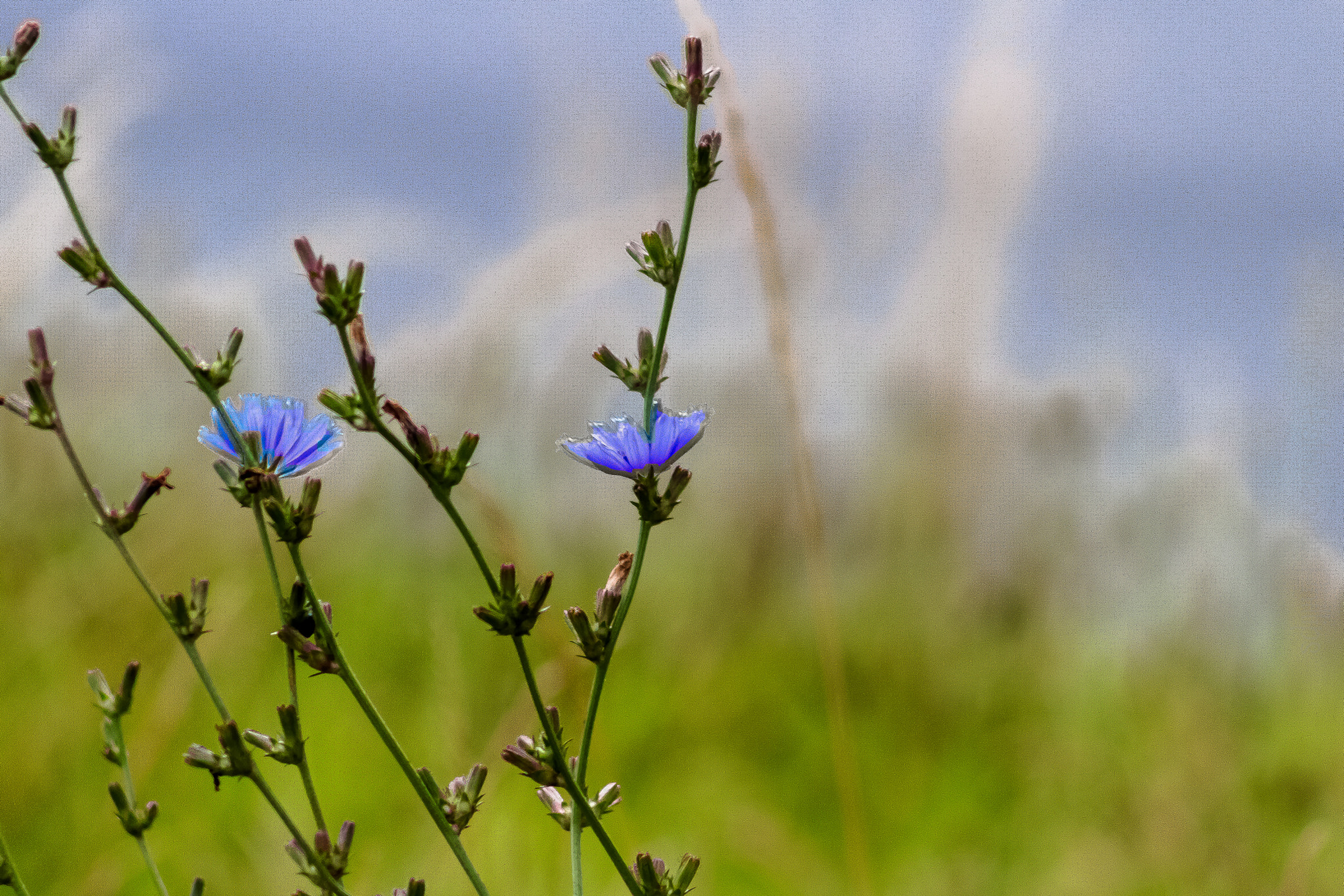 Canon EF 75-300mm f/4-5.6 USM sample photo. Just a fairytale photography