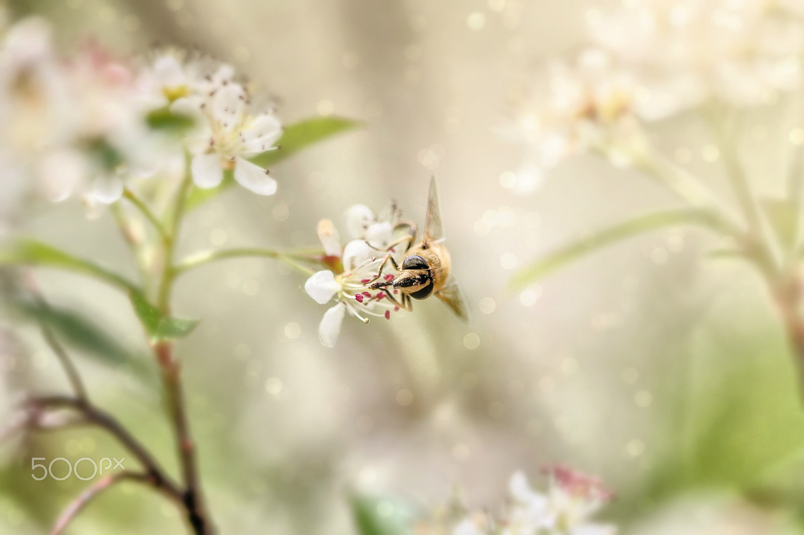 Canon EOS 7D + Canon EF 100mm F2.8 Macro USM sample photo. Flight of the honeybee photography