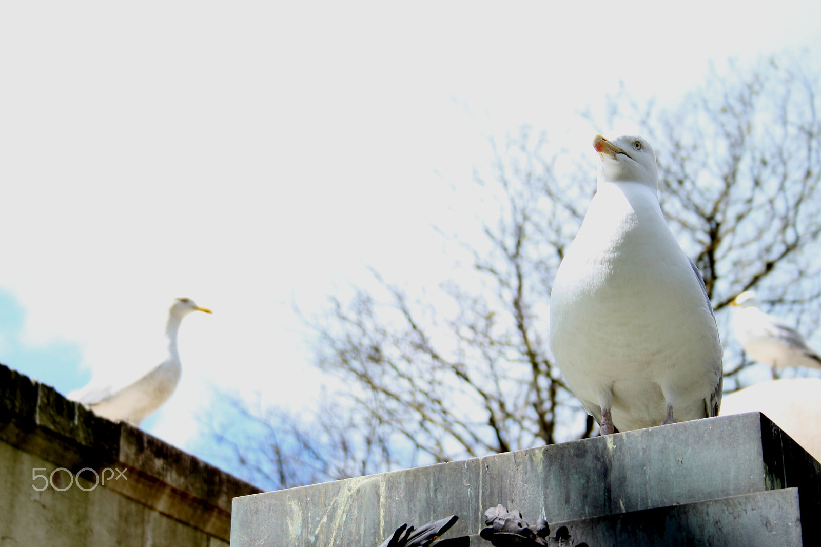 Canon EF-S 18-55mm F3.5-5.6 sample photo. Seagulls keeping a watch photography