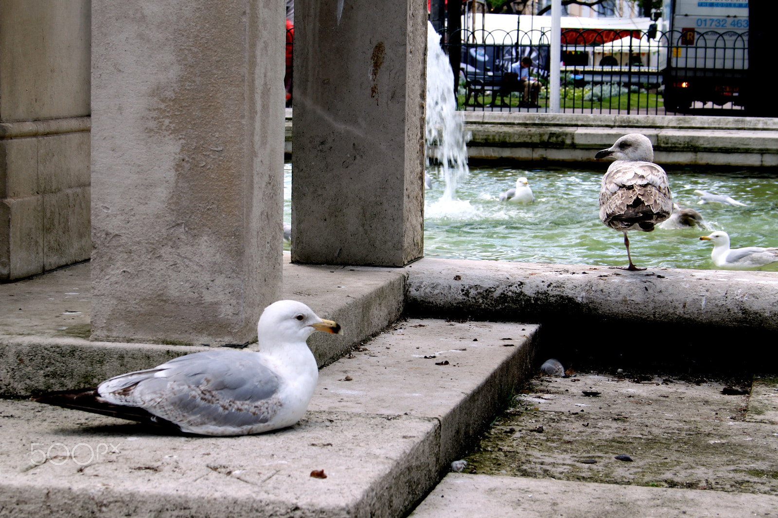 Canon EF-S 18-55mm F3.5-5.6 sample photo. Seagulls resting photography