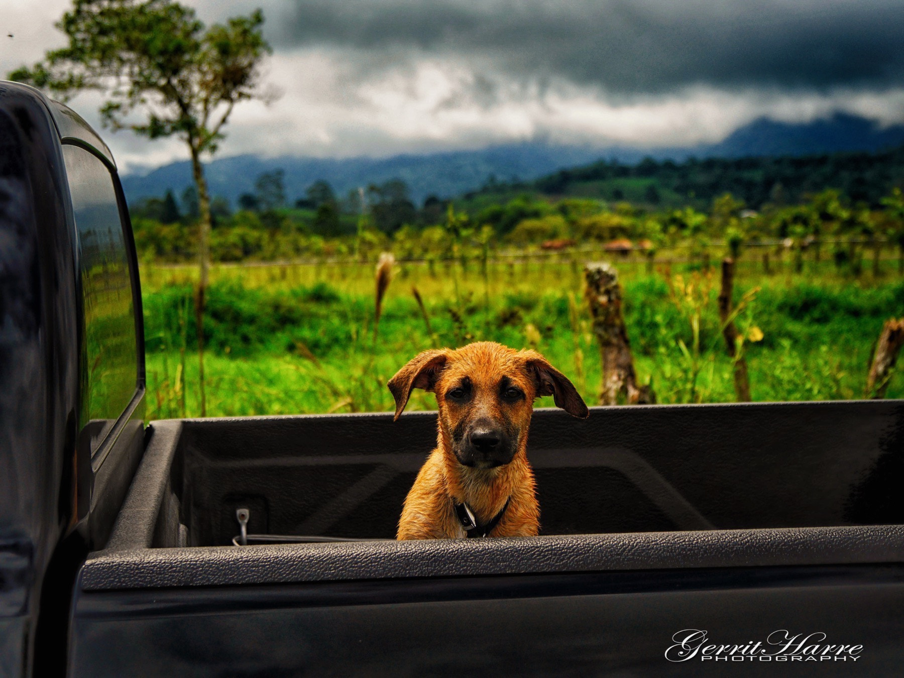 Panasonic Lumix DMC-GH3 sample photo. Nasser hund im pickup photography