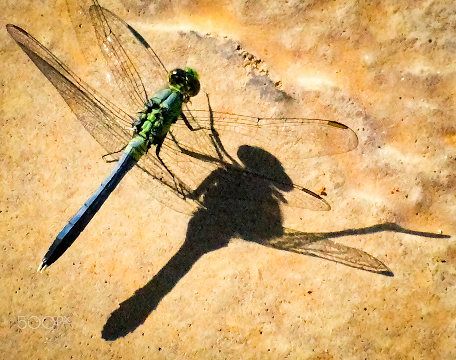 Panasonic DMC-LZ3 sample photo. Dragonfly and shadow photography