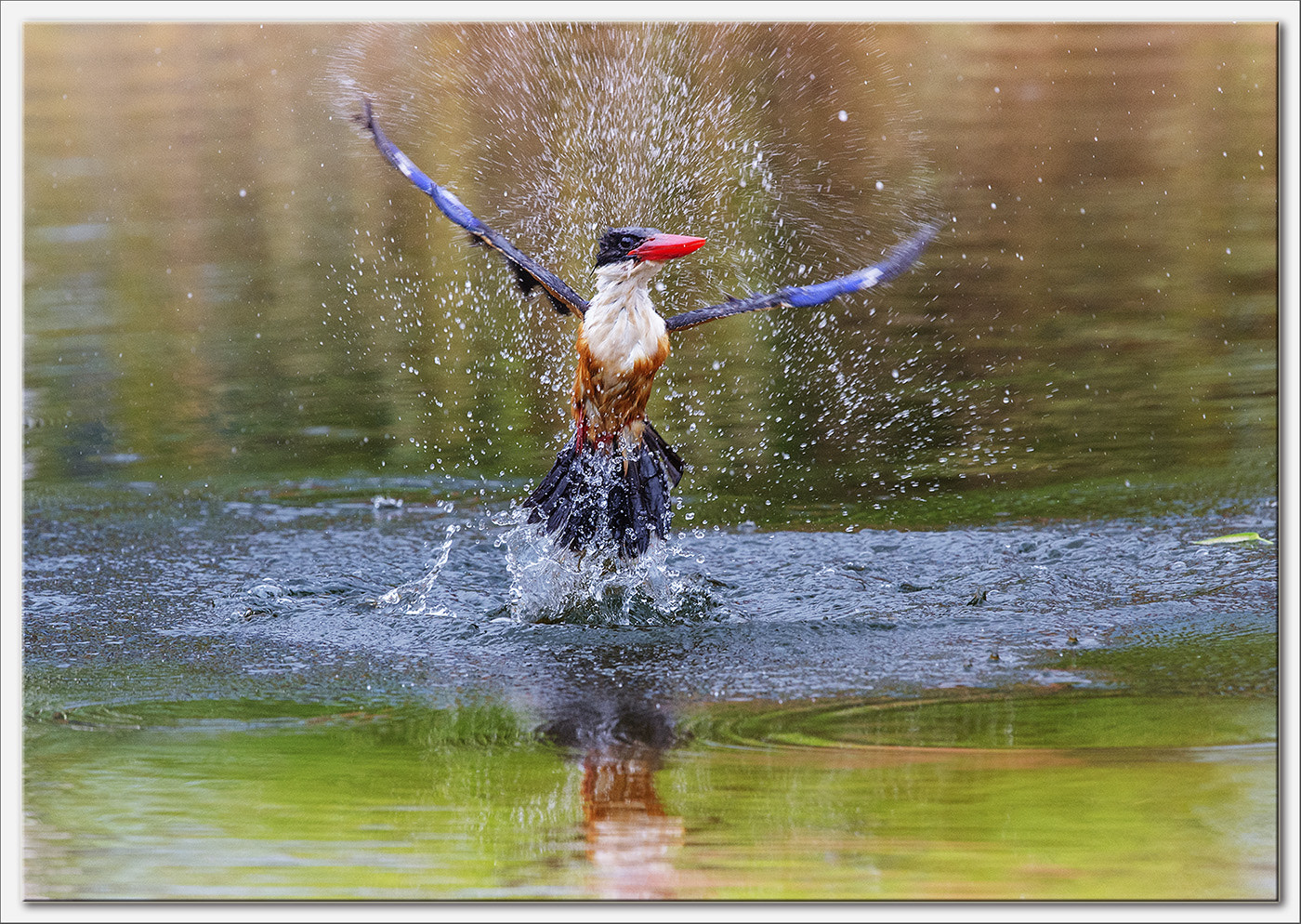 Nikon D4S + Nikon AF-S Nikkor 600mm F4G ED VR sample photo