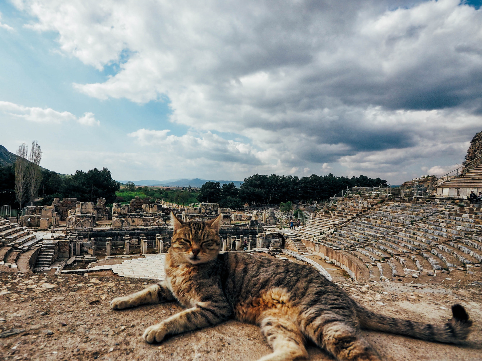 Olympus OM-D E-M1 + Panasonic Lumix G Vario 7-14mm F4 ASPH sample photo. Cats: in theatres now photography