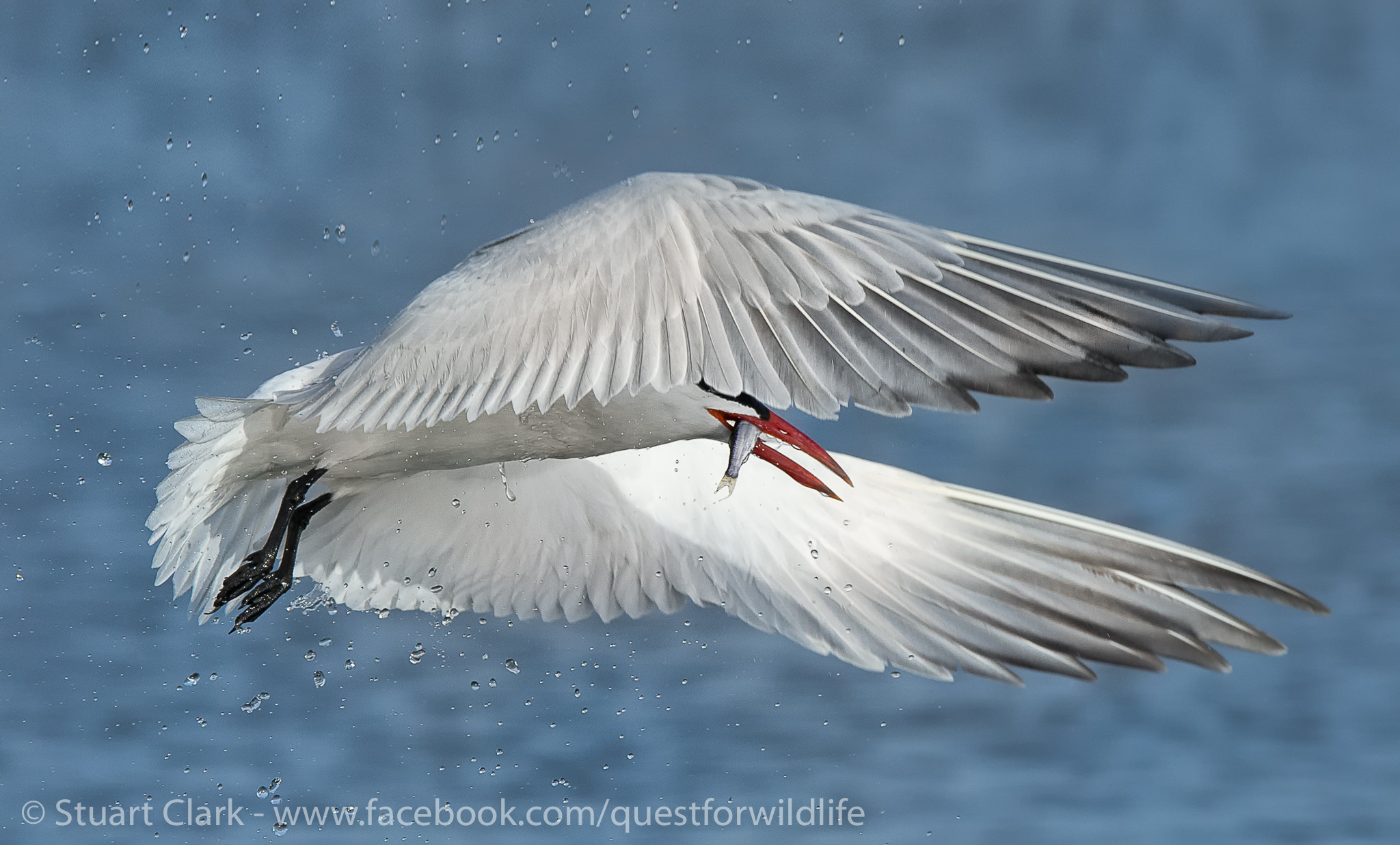 Canon EF 300mm F2.8L IS USM sample photo. Sharp tern photography