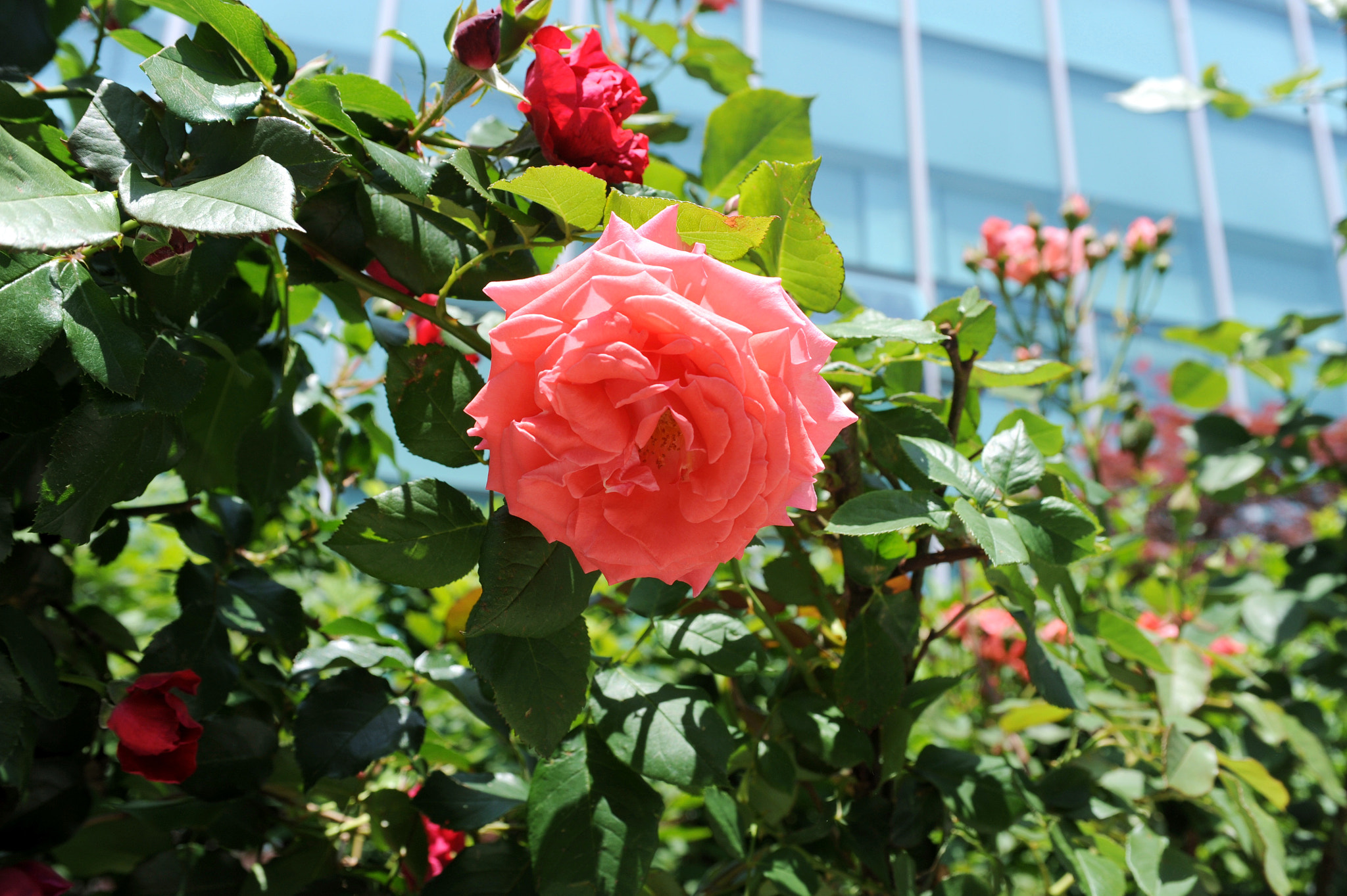 AF Zoom-Nikkor 35-70mm f/2.8D sample photo