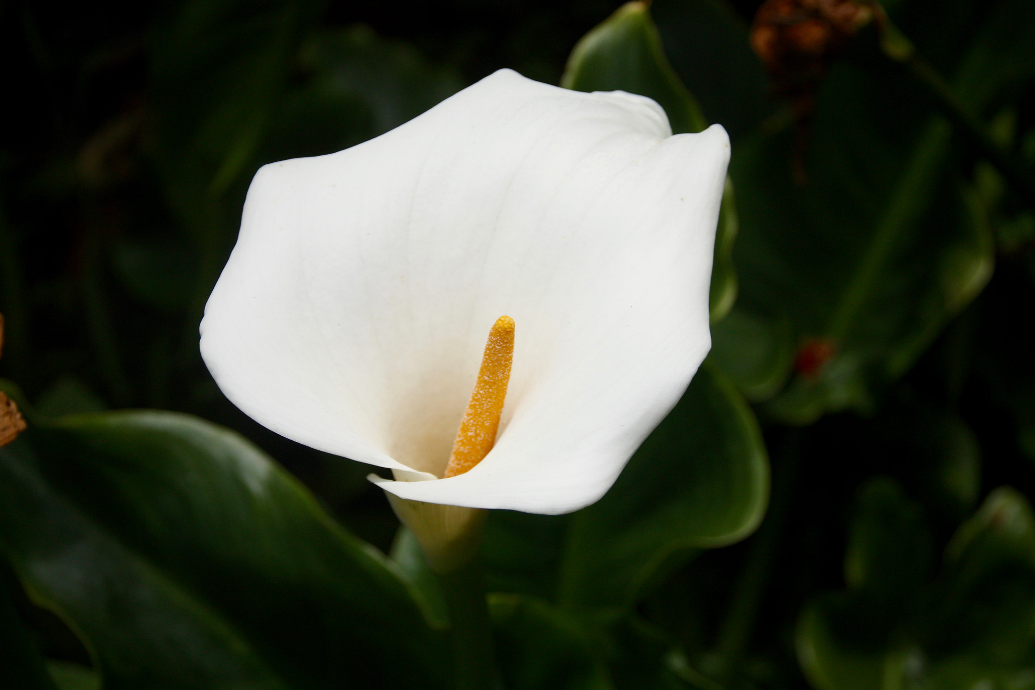 Sigma 18-125mm F3.8-5.6 DC OS HSM sample photo. Calla photography