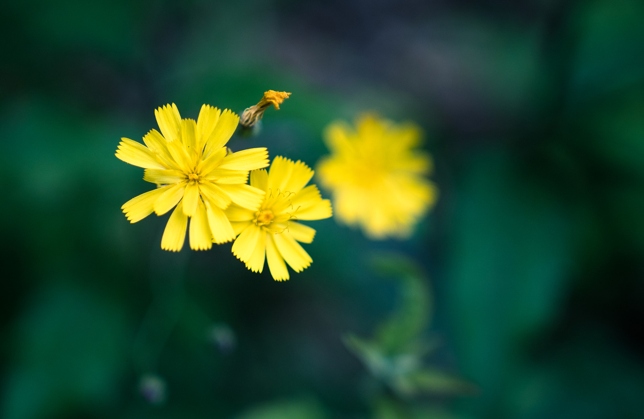 Sony a6300 + 18-35mm F1.8 DC HSM | Art 013 sample photo. Yellow flowers photography