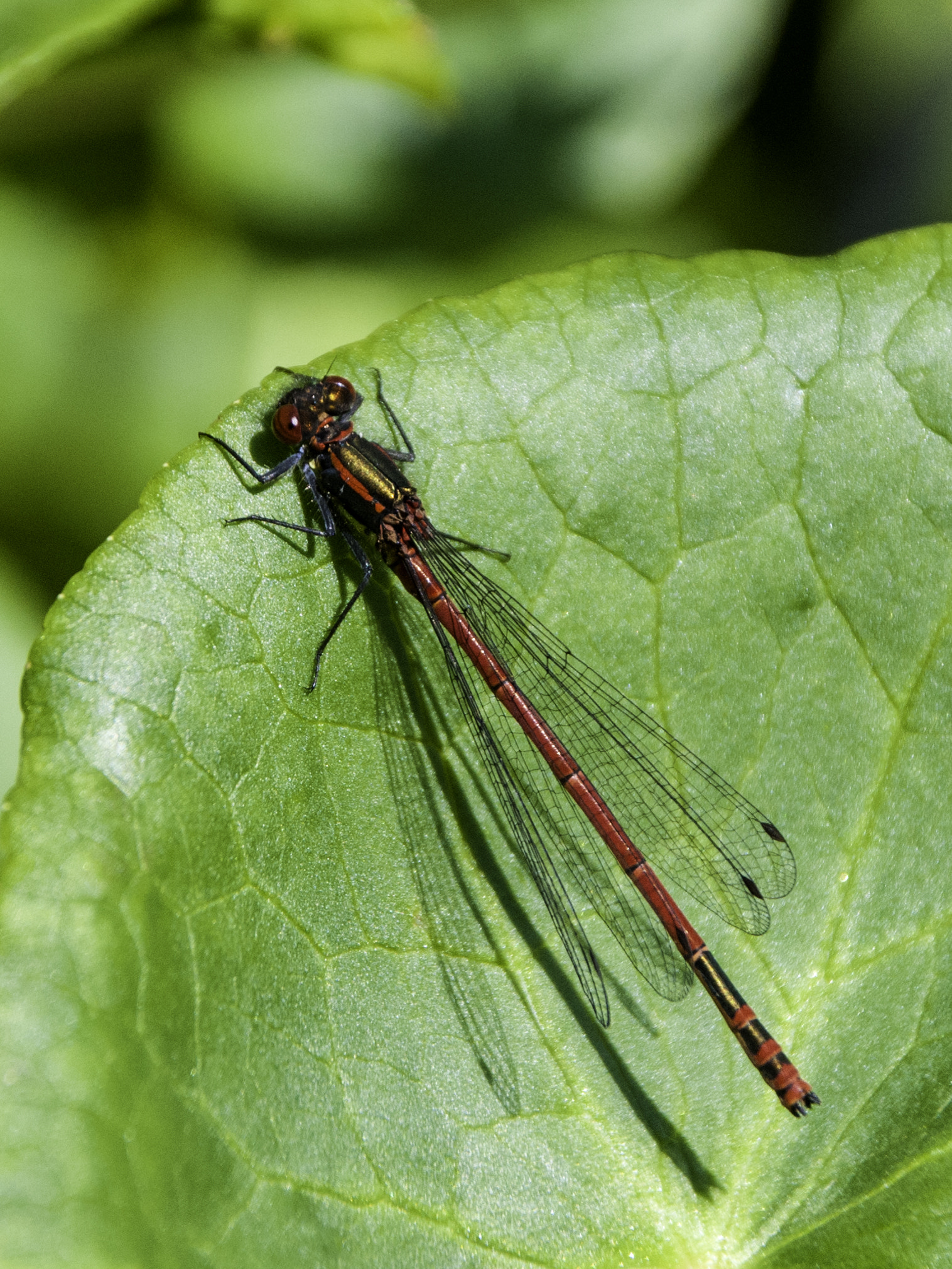 Sigma 18-250mm F3.5-6.3 DC Macro OS HSM sample photo. Red damsel photography