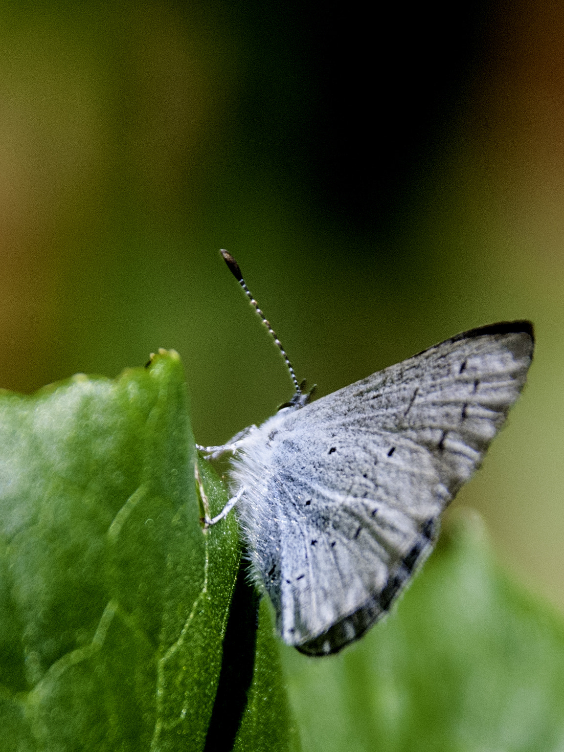 Sigma 18-250mm F3.5-6.3 DC Macro OS HSM sample photo. Small blue photography