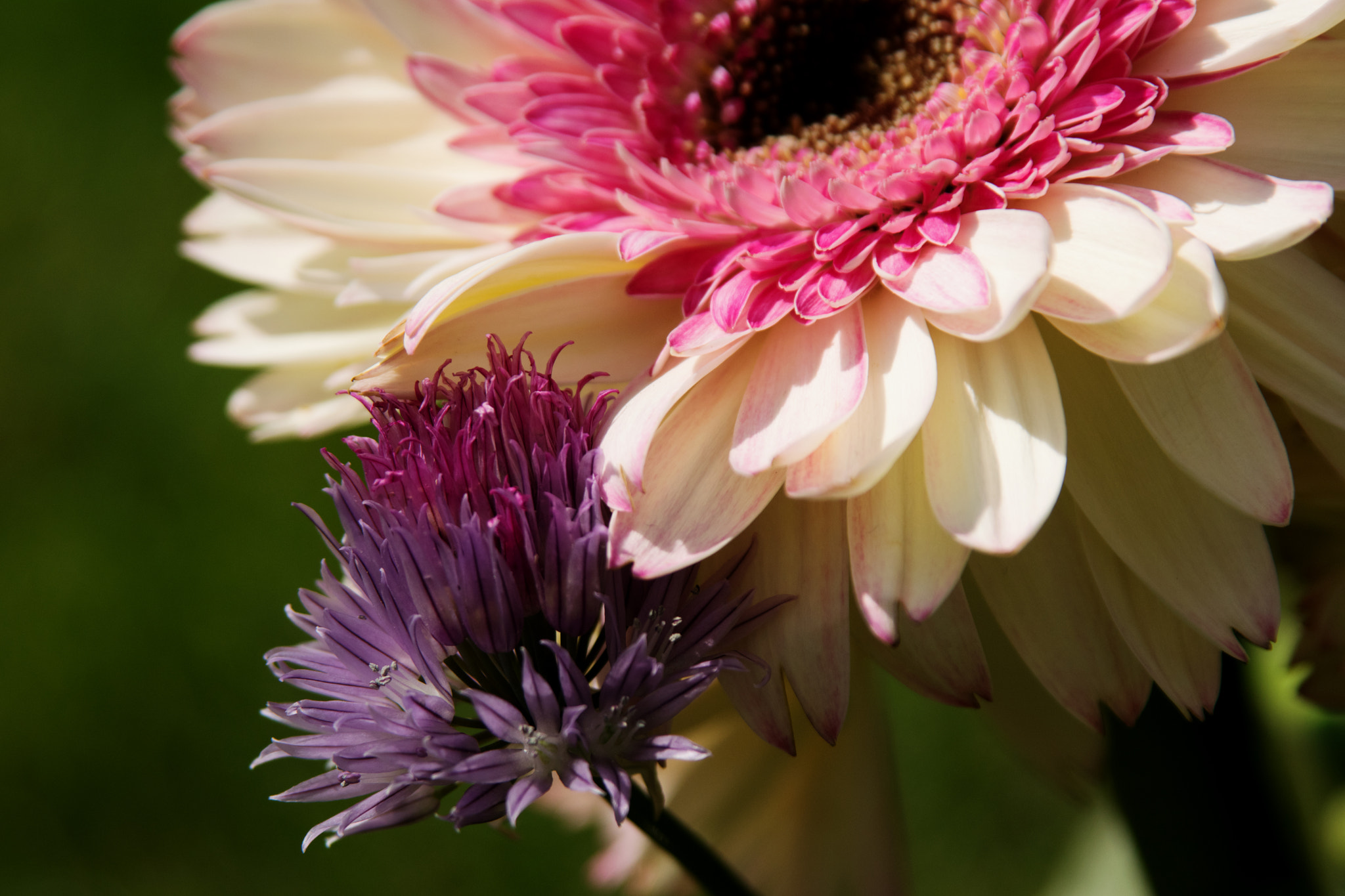 Sigma 28-200mm F3.5-5.6 Compact Aspherical Hyperzoom Macro sample photo. Summer blooms photography