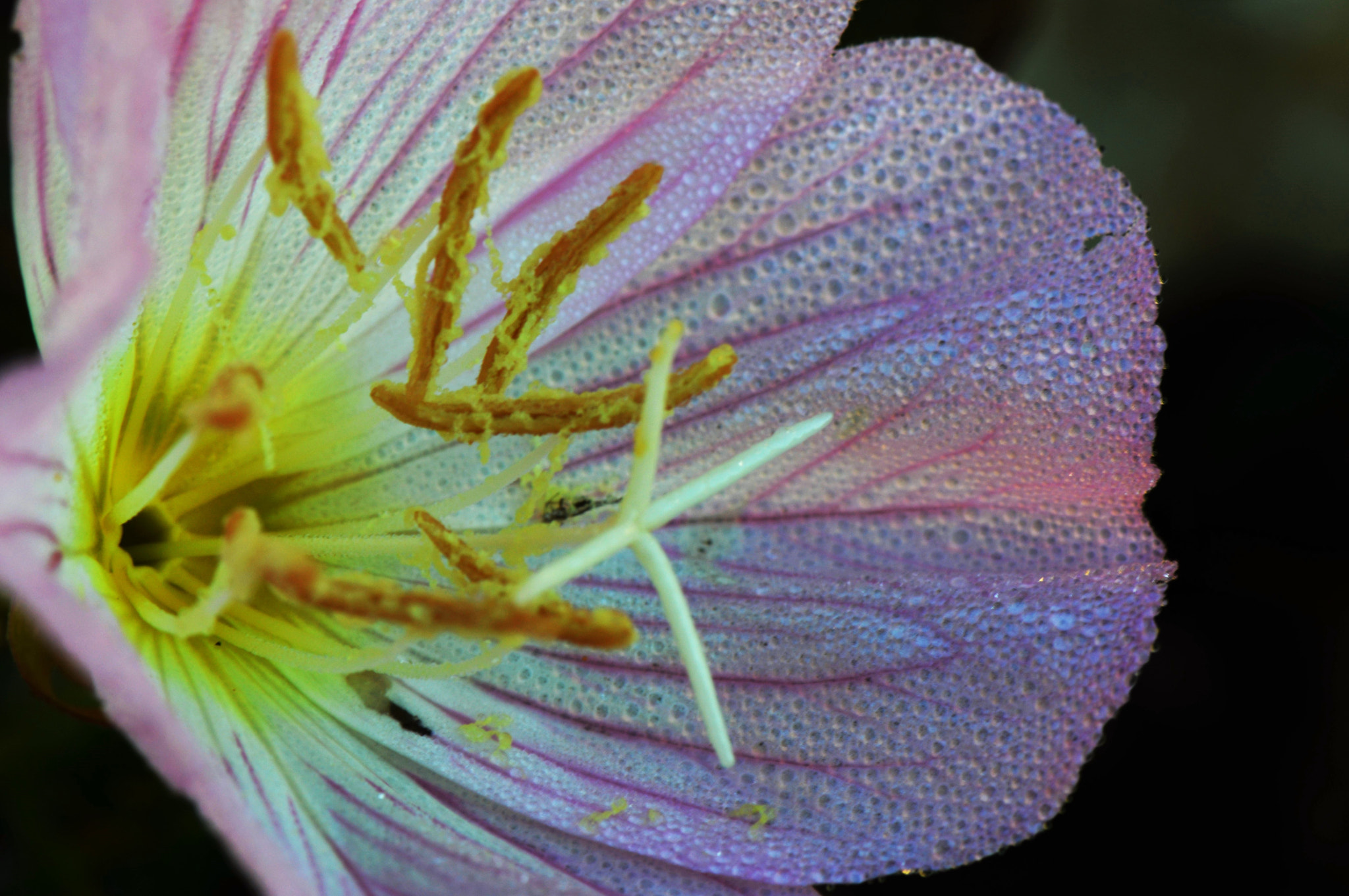Nikon AF-S Micro-Nikkor 105mm F2.8G IF-ED VR sample photo. By the parking lot photography