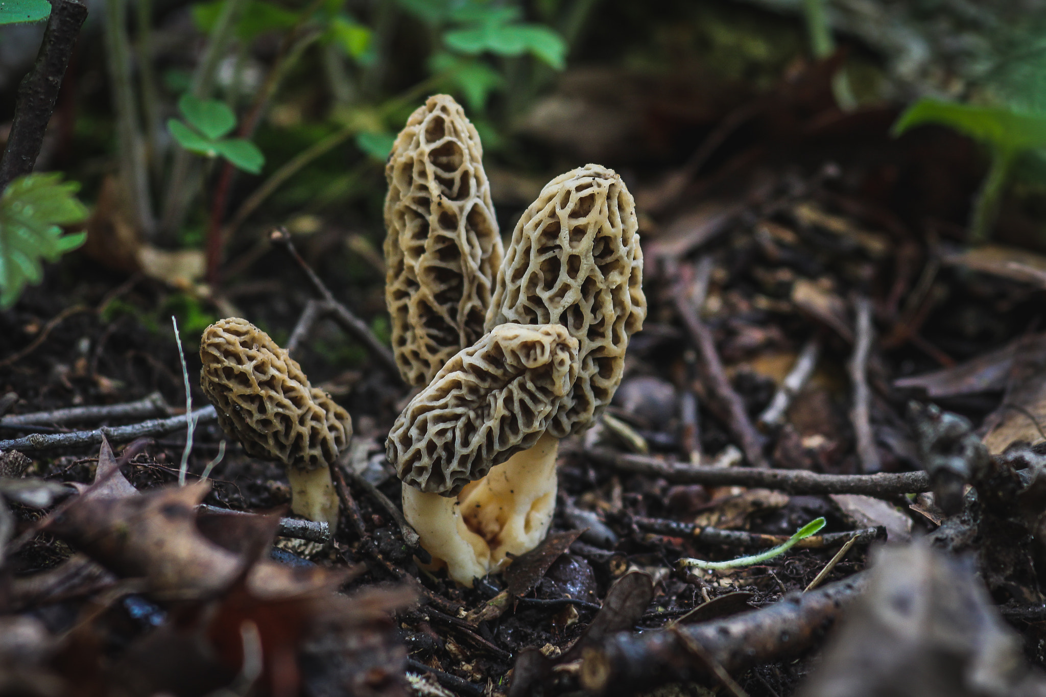 Canon EF 100mm F2.8 Macro USM sample photo. Fungi 2 photography